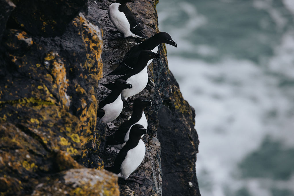 Clinging on like they’ve no worries in the world… the locals at the edge of it all.
You’ll spot these along the cliffs on Inis Mór, going about their day while the Atlantic does its thing below. No rush, no noise, just part of the place.
Take your time when you’re here. There’s plenty to see if you stay that bit longer.
Stay with us at the Aran Islands Hotel, head out exploring, and come back for a good feed and a drink after.
