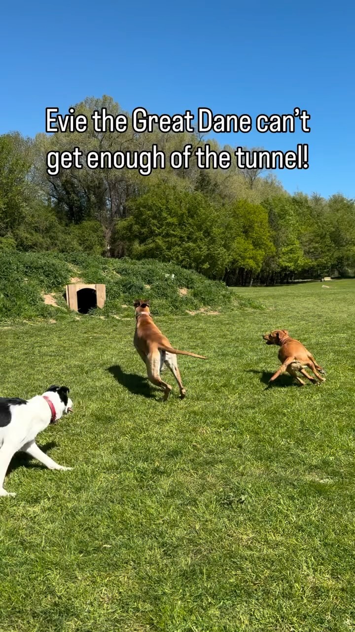 Evie could not get enough of the tunnel of today’s field trip, she just kept going round and round!
Having the best time with her friends
#doggydaycare #greatdane #dogs #funnydog #dogsofinstagram