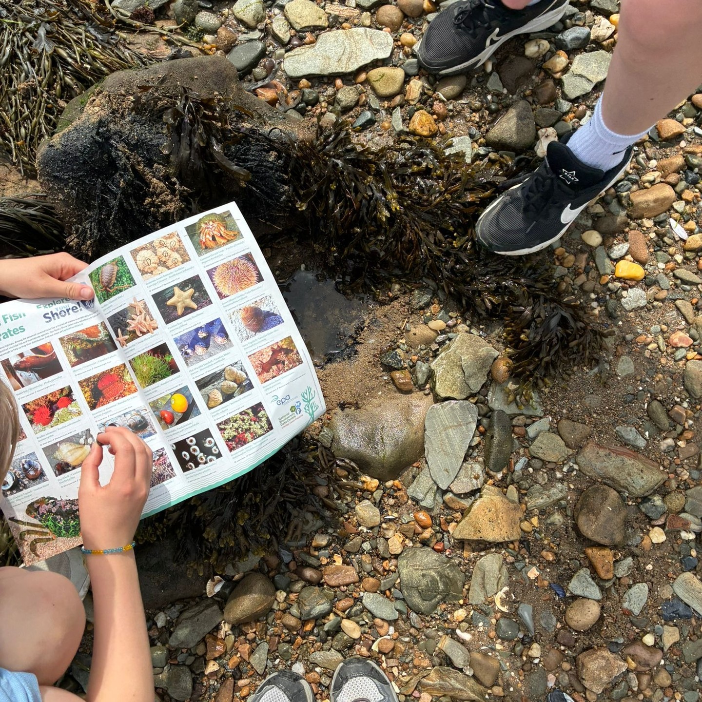 Great day of Fieldwork on Lough Foyle with local Donegal School, Micheala Gallagher from the Inishowen Rivers Trust IRT & Mary Hachey from Coastwatch ( Irish Coastal Environment Group - Coastwatch).
We recorded coastal habitat types, shore biodiversity, and picked up lots of marine litter (after making a picture to show the fingerprint of the shore!). It was the first day of ground-truthing for our Lough Foyle case in collaboration with Tracasa Global who have done amazing work ( PhD. Raquel Gastesi Barasoain Idurre Barinagarrementeria Gemma Ventura Parra) under the more4nature project!
Looking forward to future fieldwork sessions at Lough Foyle!