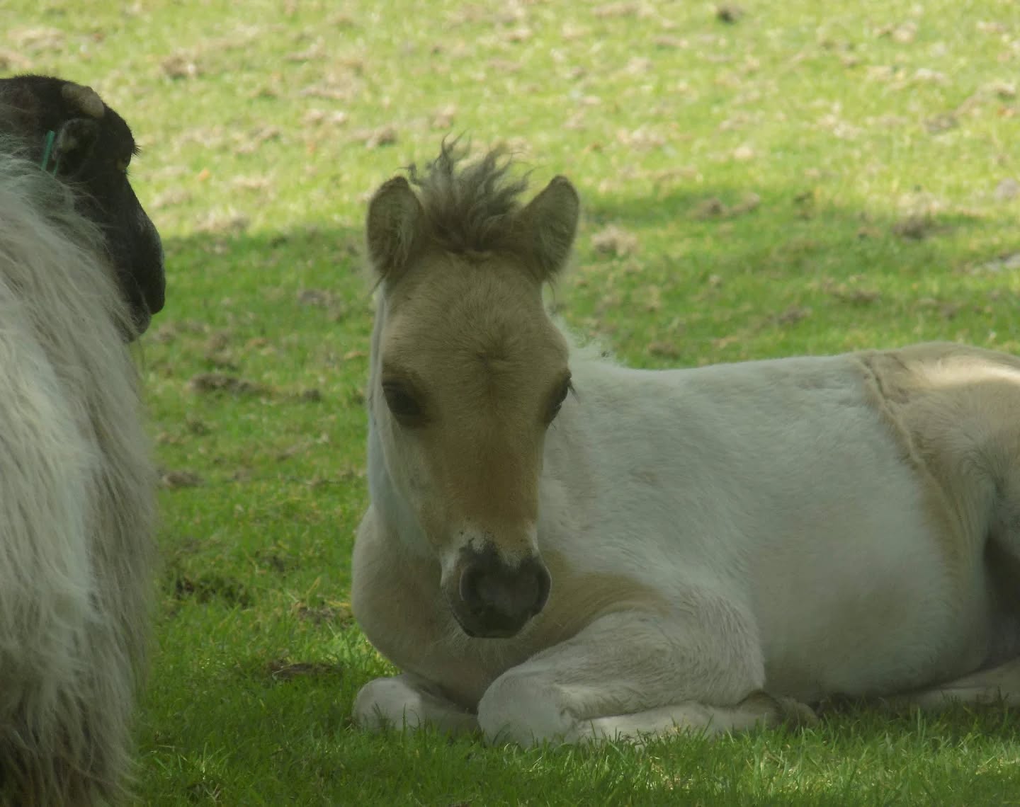 Sunday reset, nature edition 🌿🐎
.
.
.
#sundayvibes
#cozymoments
#wildhorses
#dartmoornationalpark
#mindfulmoments