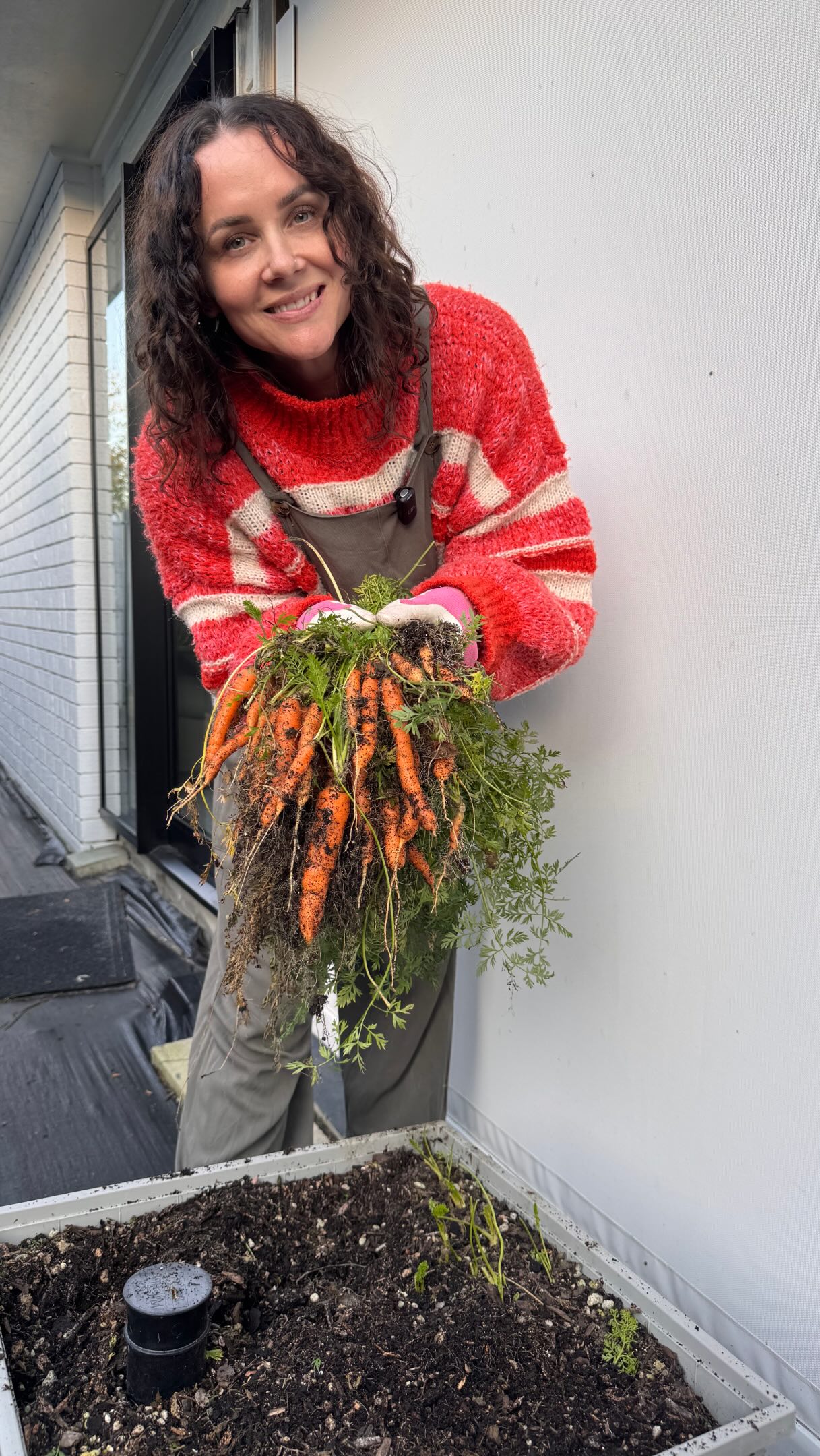 Harvested my baby carrots last weekend…and planted more ! It’s always my reminder to plant what Im good at growing in the vegetable patch - bloody look at those beauties.