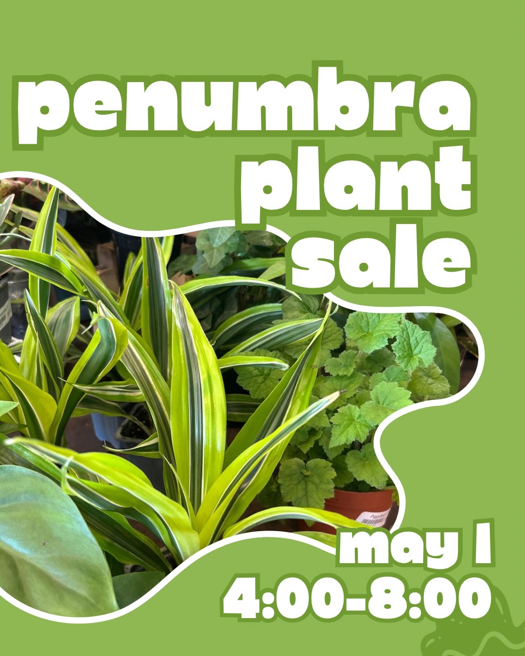 Friends, we have two exciting events coming up this weekend that I want to tell you about.
✨
This Friday is May 1, which means the start of @intownconcord ‘s First Fridays. We’re open until 8:00 that night, and here’s the big news: plants are 10% off from 4:00 to 8:00. If you’ve been thinking about that big minima hanging basket, Friday is the night to grab it!
✨
Then, Saturday I’m heading to Laconia! We haven’t had a pop up at @thestudionh in a few years, so I’m excited to go back. The Studio has such fun stuff, I really spend the day shopping. If you have t been to Laconia for a minute, come by Saturday!