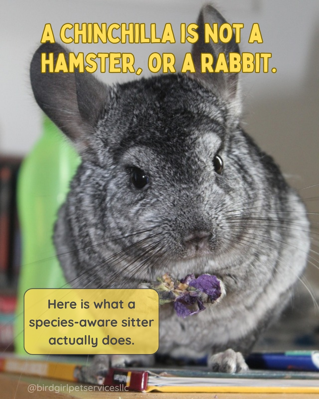 Chinchillas are one of the most misunderstood small mammals I care for. They are not hamsters. They do not want to be held by someone they have never met. And they have specific environmental needs that a general pet sitter is unlikely to know about.
Their body temperature is regulated by dense fur that cannot get wet.
A room above 75 degrees can cause heat stroke.
Their dust baths are not optional enrichment. Skip them and coat health deteriorates within days.
Handling them incorrectly does not just stress them out in the moment. It can change their behavior long-term.
A sitter who does not understand chinchillas can accidentally cause real harm in 48 hours. It is why species-specific care matters, and it is what I do differently when I visit a chinchilla household.
Read the full breakdown on our blog. Link in bio.
#BirdGirlPetServices #ExoticPetCare #ChinchillaCare #SmallMammals #LongIslandPets