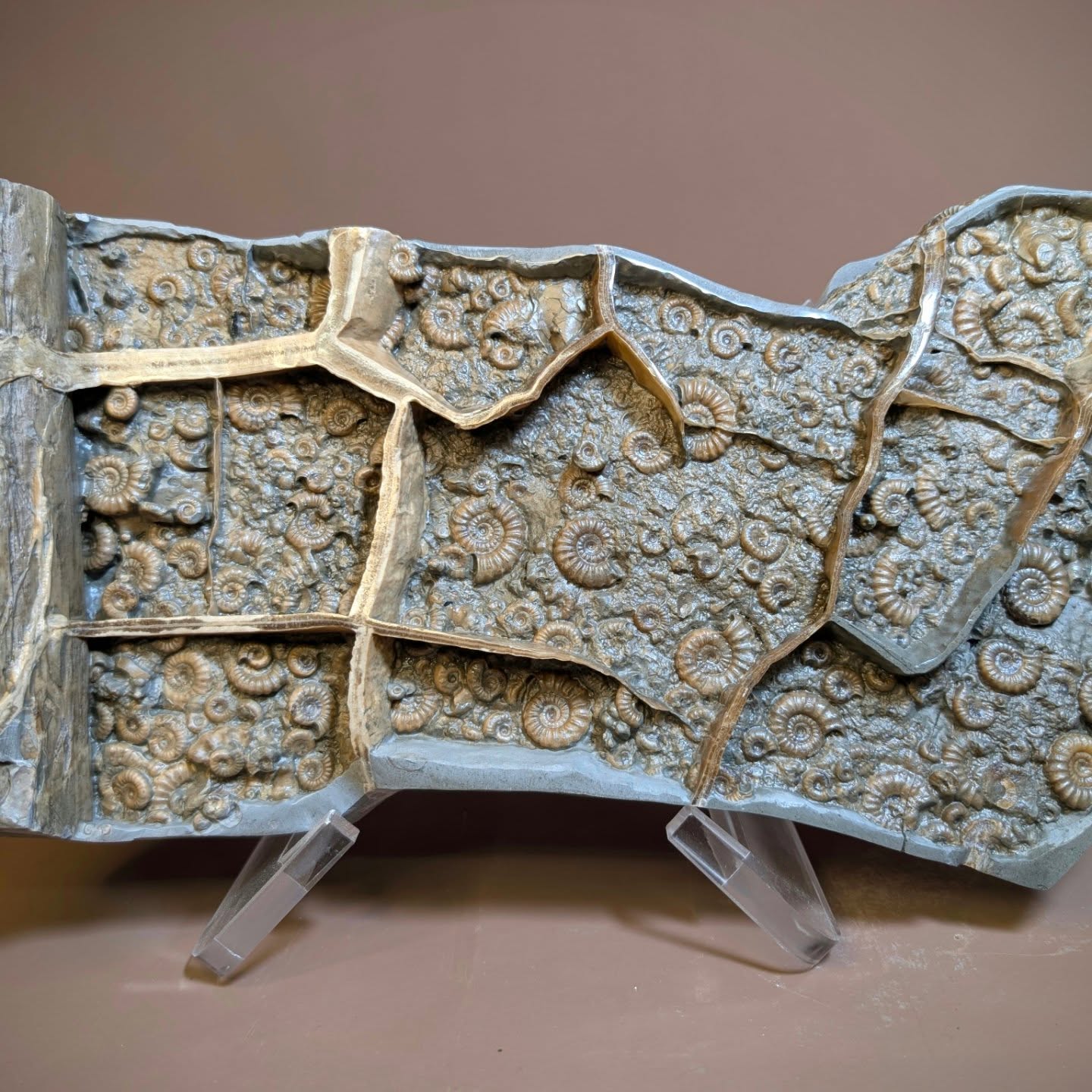 A 32 cm section of Stellare ammonite bed from Stone Barrow, Charmouth. This piece includes several Ammonite species, Promicroceras, Xiphoceras and Cymbites. They are preserved between the calcite lines next to a piece of wood likely from a Monkey Puzzle tree.
#ammonite #fossils #ancienthistory #charmouthbeach #trees