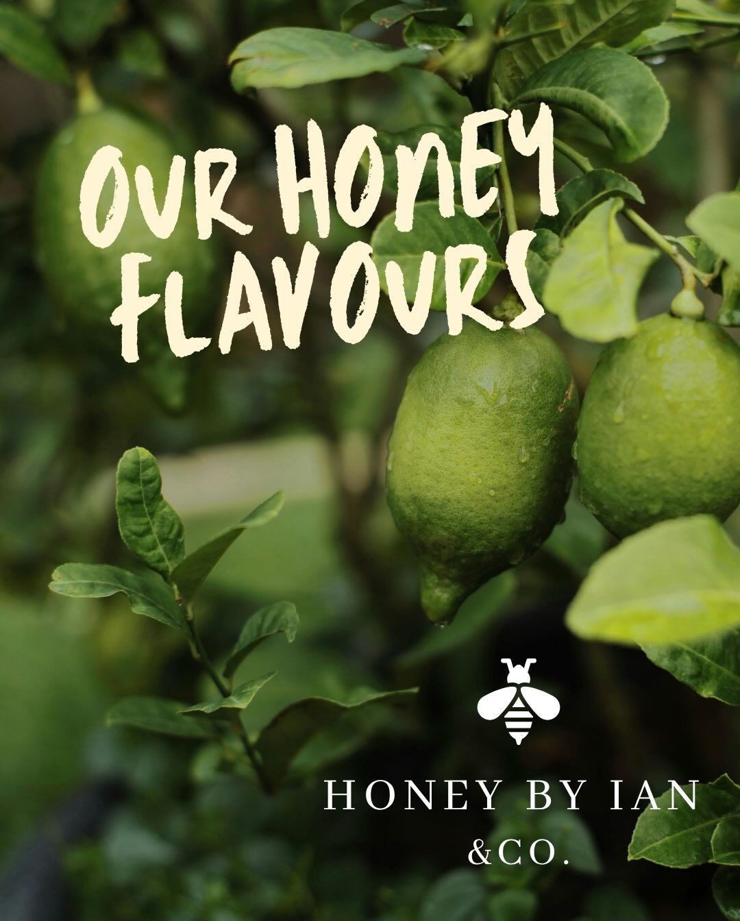 Why does our honey taste different? 🍯
This is something we were recently asked by a customer — and it is a great question! The simple answer is… it all depends on the flowers 🌿 Our bees forage on whatever is naturally in bloom around them, which means each batch of honey has its own unique flavour:
✨ Ferndown – light, floral notes from garden flowers
🍇 Burley – richer, fruitier tones from blackberries and heather
🌼 Bere Regis – soft, delicate flavours from willow and spring blooms
No two jars are ever exactly the same — and that is the beauty of real, local honey. It is shaped by the seasons, the landscape, and the bees themselves!
#LocalHoney #RawHoney #Beekeeping #TasteOfNature #honeyflavours