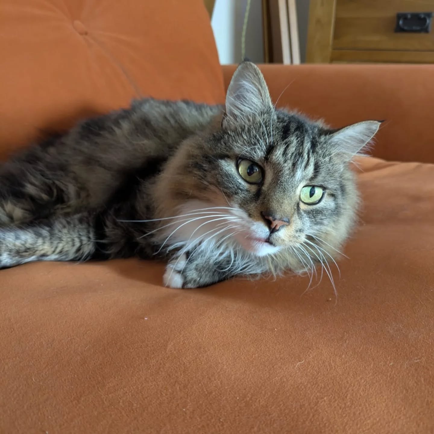 Introducing π€BARNEYπ
.
.
.
#cats #catsitting #professionalpetsitter #catsofinsta #nantwich