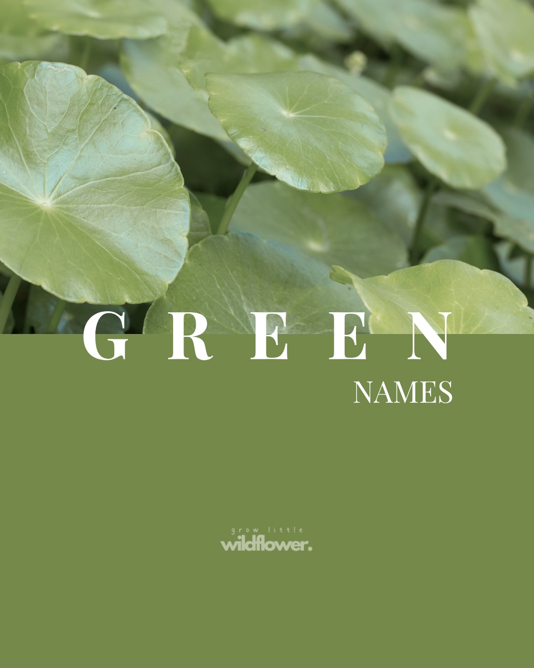 GREEN NAMES 🍃
They feel special, fresh and just a little bit magical🌿💫
Soft but strong
Fresh, grounded, peaceful
Wise and courageous 🍃
Calm but full of life!
Are you drawn to green names?
Which names would you add that feel green to you? 💚
#growlittlewildflower