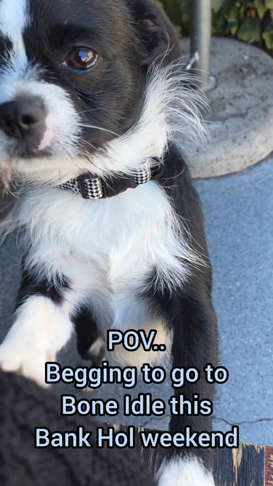 Hard to say no when Eddie’s asking 🥹 🐾
Open all Bank Holiday weekend!
Sat: 10am - 11pm
Sun: 11am - 10pm
Mon (Bank Holiday): 12pm - 7pm
Skate Social 6pm-9pm (or feel free to come hang out earlier if you have the day off!)
#pov #boneidlelounge #coffeeshop #cocktailbar #cutedog