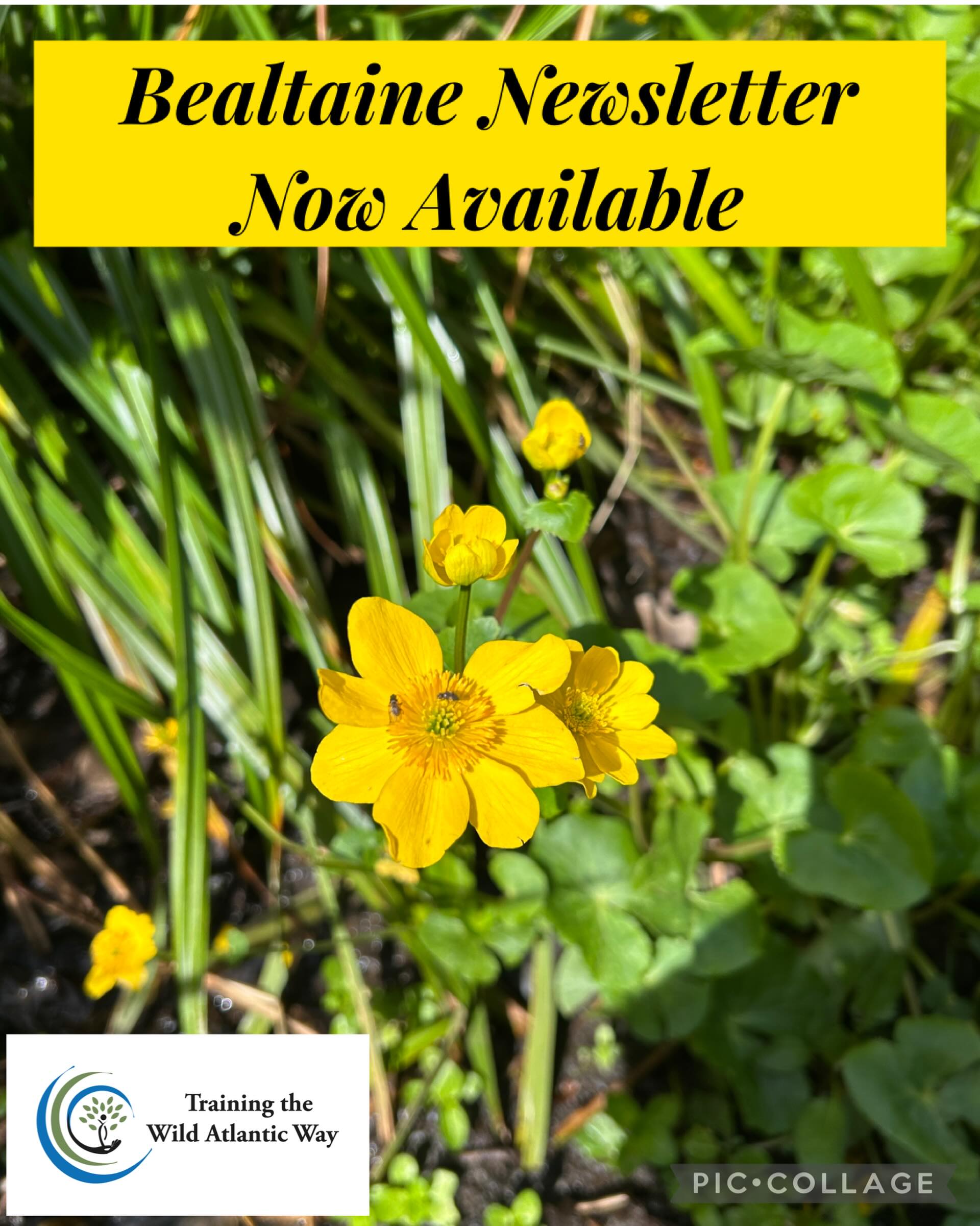 🌸Interested in Wellbeing, Self-Care and the Natural World? Well, why not take a read of my Bealtaine Newsletter.
☕️ It’s packed full of interesting resources and reflections, as well as Nature based workshops and events. Feel free to have a browse with your cuppa over the weekend.
You will find it as Summer 2026 Newsletter on the home page of my website on Linktree
Subscribe to my newsletter to..
📧 Have my Newsletter directly to your inbox every season
💻 Attend my free online ‘Nature Network Cafe’
🌿 Be the first to hear about my workshop offerings
You can subscribe on my website joannehanrahan.ie
☀️Have a great weekend!