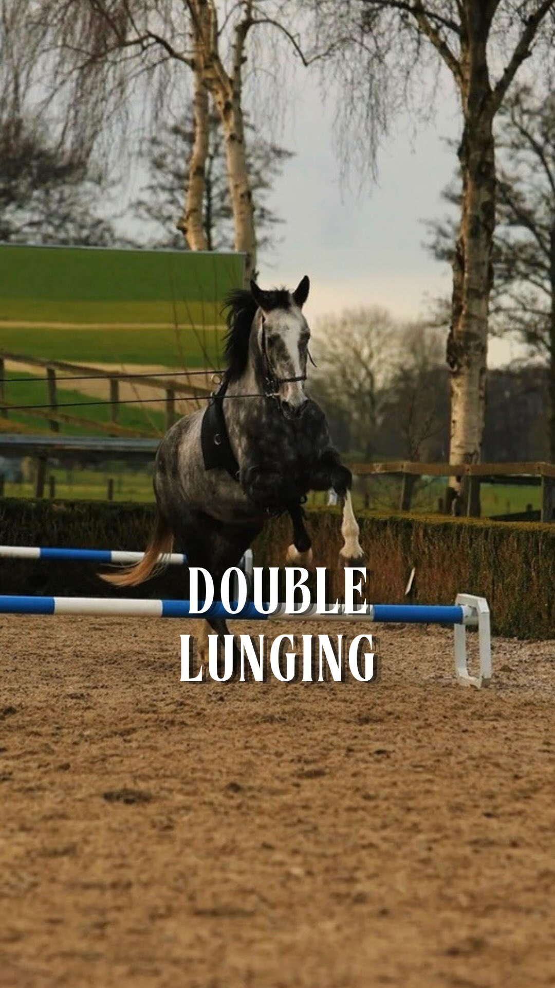 Double lunging is one of the most underestimated tools in training.
It gives us the ability to work the horse in a more complete way—
without the rider interfering, but with more precision than a single lunge line.
It allows the horse to learn how to carry itself,
not just move around the arena.
And most importantly, it shows us the truth of the horse’s way of going—
without the rider’s weight.
💬 Want to know how to use double lunging in training? Comment “LEARN” 👇
#hjmmethod #horsemanship #horsemanshiptraining #horsetraining #horsemanshipacademy