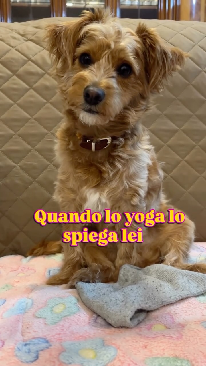 Se lo yoga lo spiegasse Antonietta… sarebbe tutto più semplice. 🐾
Calma, energia, lentezza e riposo: il corpo sa già cosa fare, siamo noi che spesso lo complichiamo.
Questo video è leggero, ma il messaggio è reale: il benessere non si forza, si ascolta. 🌿
✨ Se senti che è il momento di iniziare, scrivimi.
#yogaitalia #hathayoga #kundaliniyoga #yinyoga #yoganidra