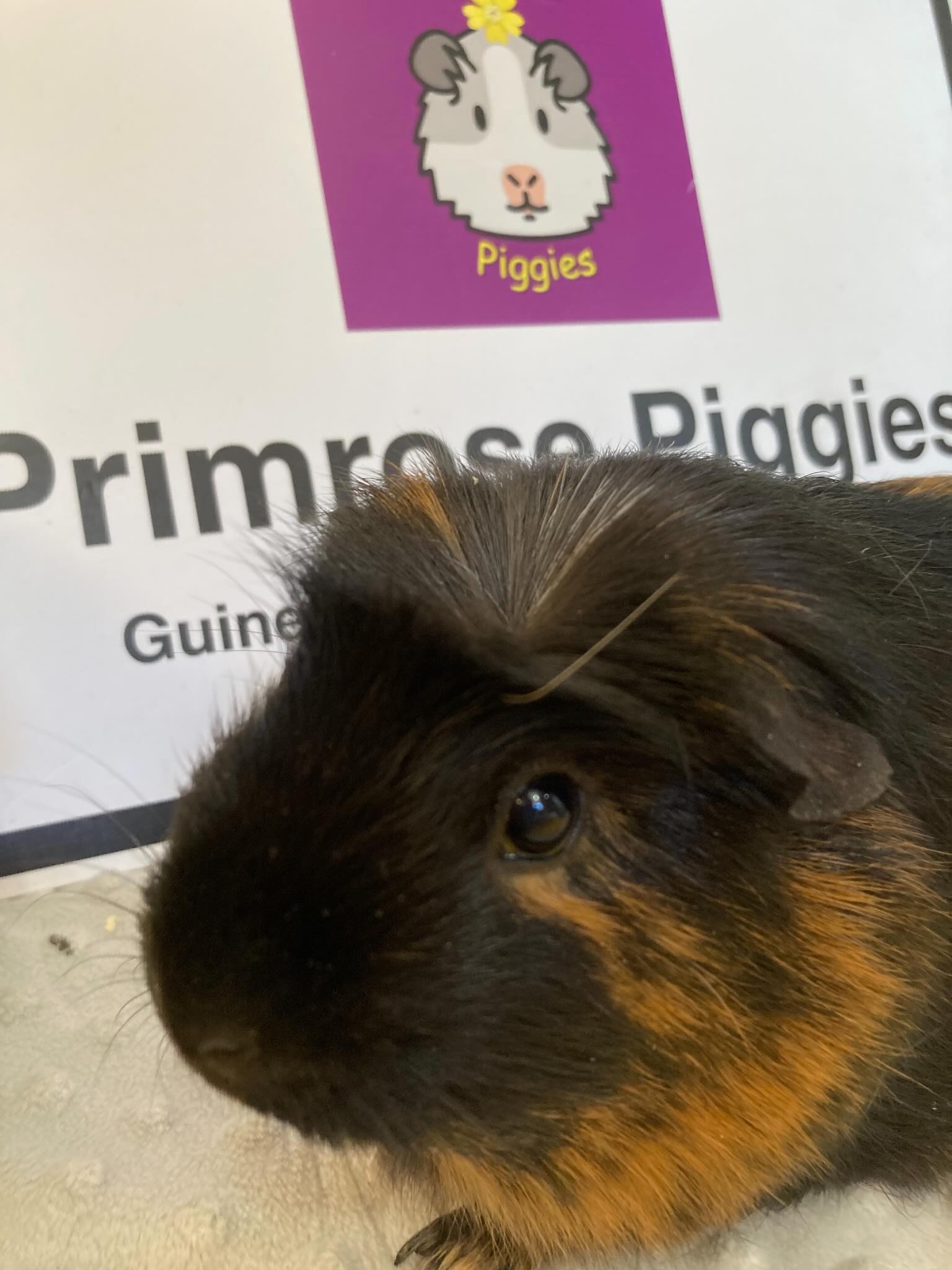 Phoenix joined us this morning. She has lost both her buddies and her family didn’t want her to be lonely. She is 5 years old and has been very much loved ❤️. Phoenix will retire with us and join one of our happy herds❤️ #guineapigs #bedfordshire