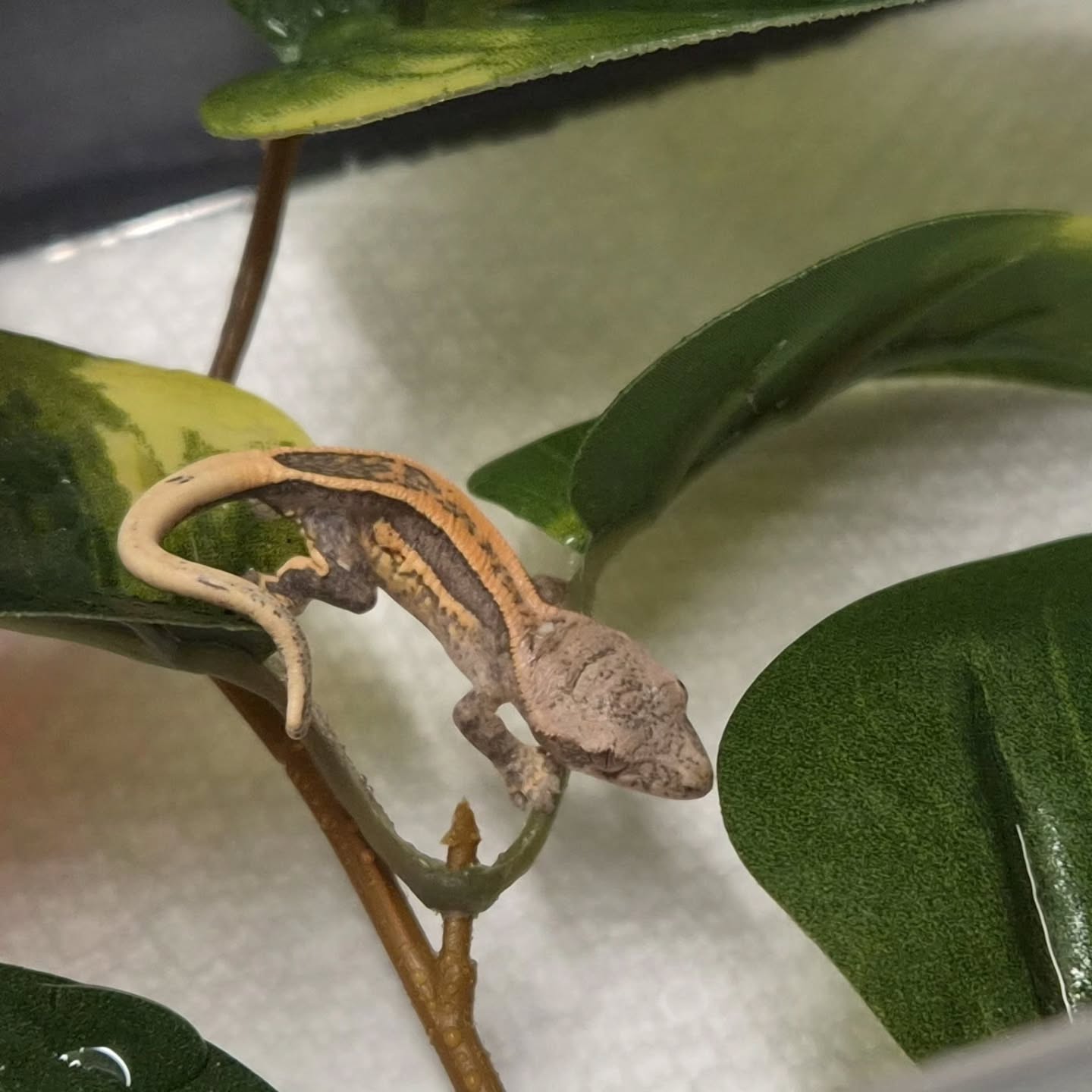 Check out this fresh hatching! 😍
#crestedgeckos #cresredgecko #reptiles #geckos #geckohatchling