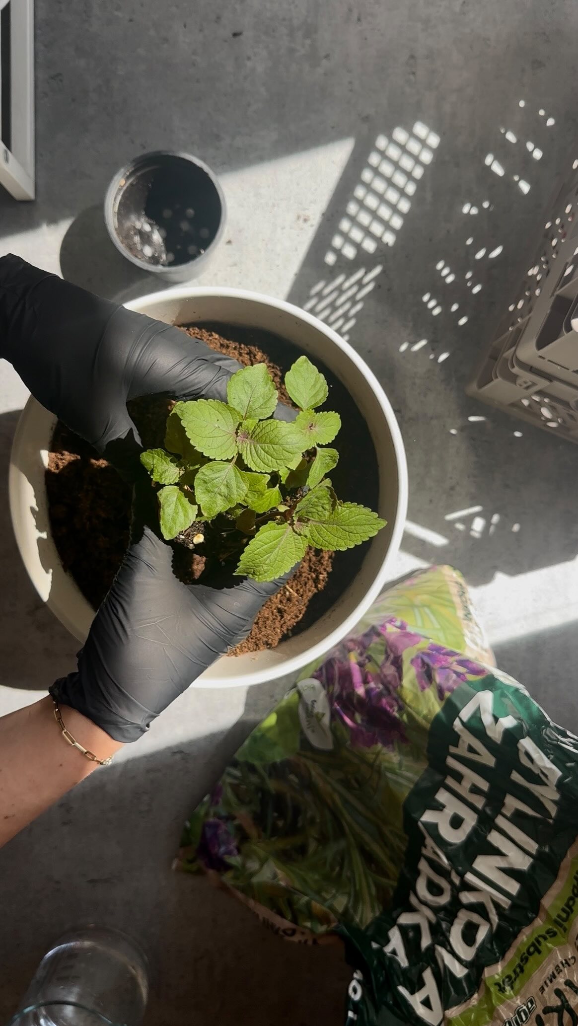 Bylinka, ktorú by mal mať doma každý (nielen) alergik! 🌱✨
Nasaďte si aj vy svoju Perillu. 🌿 Je to naša tajná zbraň pre zdravie – vedeli ste, že funguje ako prírodné antihistaminikum? Pomáha pri sennej nádche, alergiách aj pri celkovom posilnení imunity.
Stačí vám jeden kvetináč na balkóne alebo kúsok miesta v záhrade a môžete mať túto „zelenú lekárničku“ stále po ruke.
Silné a zdravé priesady nájdete na trhu v sobotu u Elišky. Ak ste to nestihli naposledy, napravte to najbližšie. 👩🌾
#dreamfarm #sezona2026 #perilla