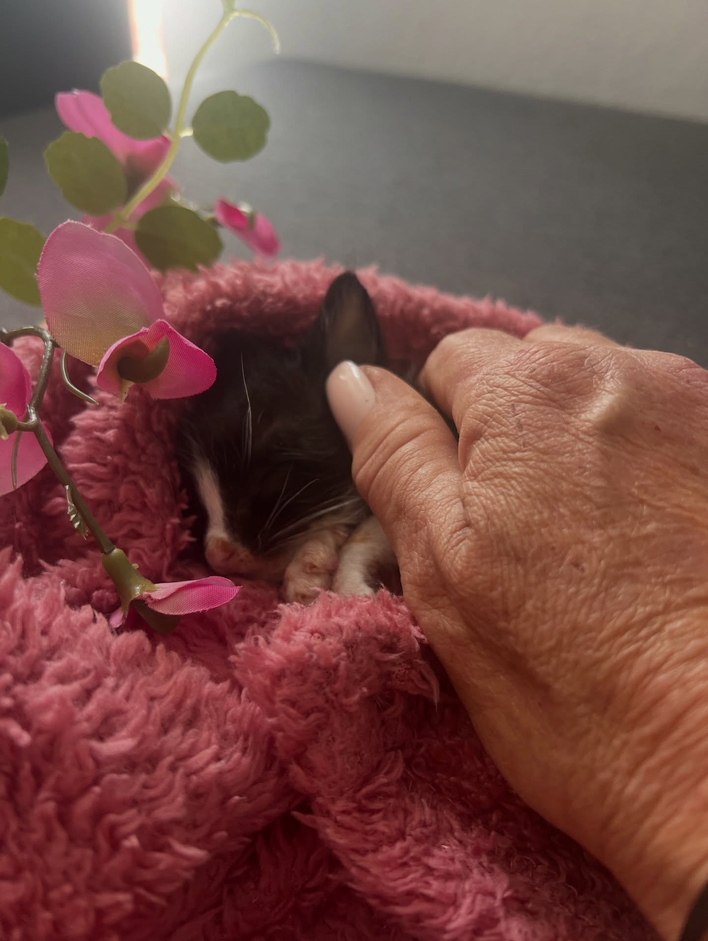 En dan… nog geen half uur na mijn laatste update… komt dat ene verschrikkelijke telefoontje waar ik zo voor vreesde💔
Oro is vannacht om 02:30 vertrokken… naar haar broertje Spock 💫🥲
Ze kon niet meer… het was op. Ze heeft alles gegeven, zo ongelooflijk hard gevochten… maar het was genoeg voor haar…
Mijn hart is gebroken… echt gebroken… 💔
Mijn kleine, bijzondere meisje… wat was ik trots op jou… en wat ben ik nog steeds trots op jou…
Ik ga je zo missen…
Je broertjes en zusjes gaan je ook vreselijk missen… 😿😿😿
Maar ergens… heel diep… ben ik ook dankbaar dat jouw gevecht voorbij is.
Dat je rust hebt gevonden… dat je vannacht je engelenvleugeltjes hebt gekregen om naar jouw allerliefste broertje Spock te gaan… 💕
We hebben samen álles gegeven… alles wat we hadden… maar het mocht niet zo zijn…
Wat zal je daarboven veel te vertellen hebben…
Dat je geboren bent als een “ongewenst” poesje… gedumpt en verlaten…
Maar dat je uiteindelijk niet één, niet twee… maar zóveel beschermengelen hebt gevonden…
Zoveel mensen die met je meeleefden… die je wilden helpen… die op hun eigen manier van je zijn gaan houden…
En ik…
Ik blijf voor altijd jouw mama…
Niet fysiek… maar voor altijd verbonden in ons hart…
Je naam is Oro… dat betekent goud…
300 gram puur goud… een gouden hartje…
En nu… een gouden sterretje aan de hemel… ⭐️
Knuffel maar met lieve Spock…
Geef hem een dikke kus van mij…
En zeg hem hoeveel ik van hem hou… net zoveel als van jou…
Samen delen jullie nu een grafje..voor altijd samen bij mij ⭐️
Dag meisje…
Dag dapper, sterk, allerliefste meisje Oro 💛