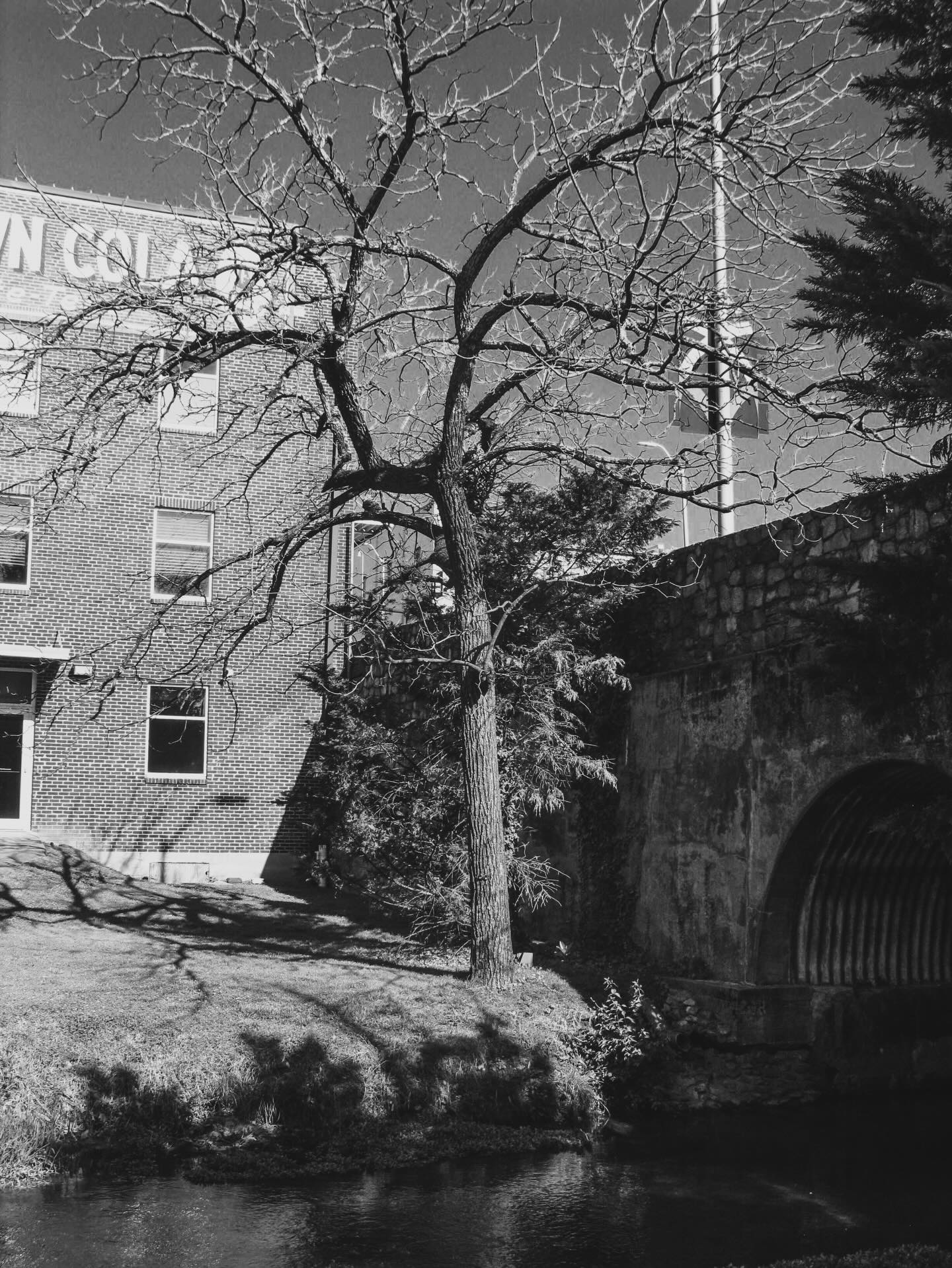 The elderly CCD does black and white well, too. #CanonG9 #MaryvilleTN.