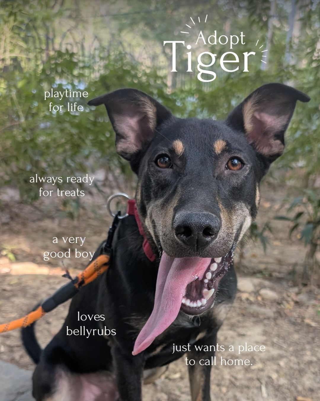 āTiger, Tiger, burning bright in the forest of the nightā¦ā š¾
Our little boy who should be lighting up a home is still waiting in the shadows⦠hoping someone will finally choose him.
Tiger is full of love, warmth, and gentle energy. He wonāt just be a pet, heāll be the heart of your home, bringing comfort, joy, and so much light into your life.
All he needs is a family to see him, love him, and give him the forever he deserves.
Let Tiger bring light into your life. Adopt him š¤