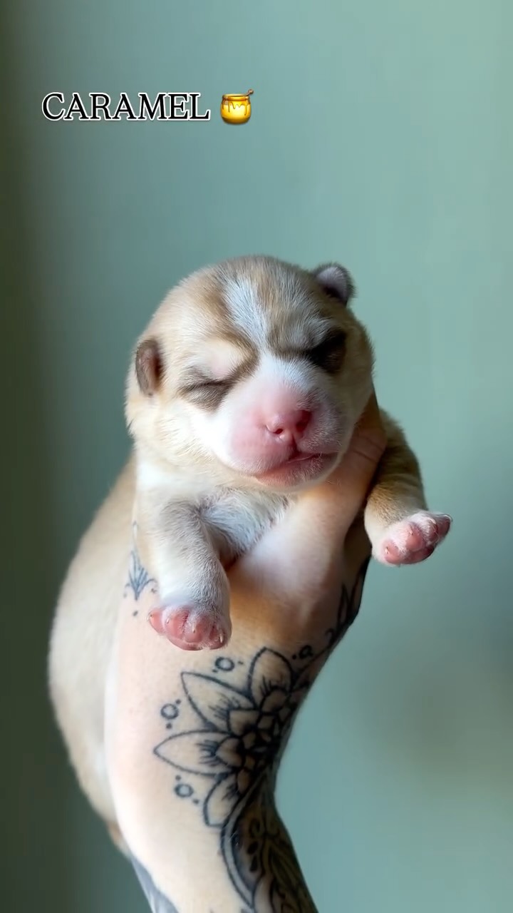 Ice cream pups 8 days old 🍨🐾💫💕🍦