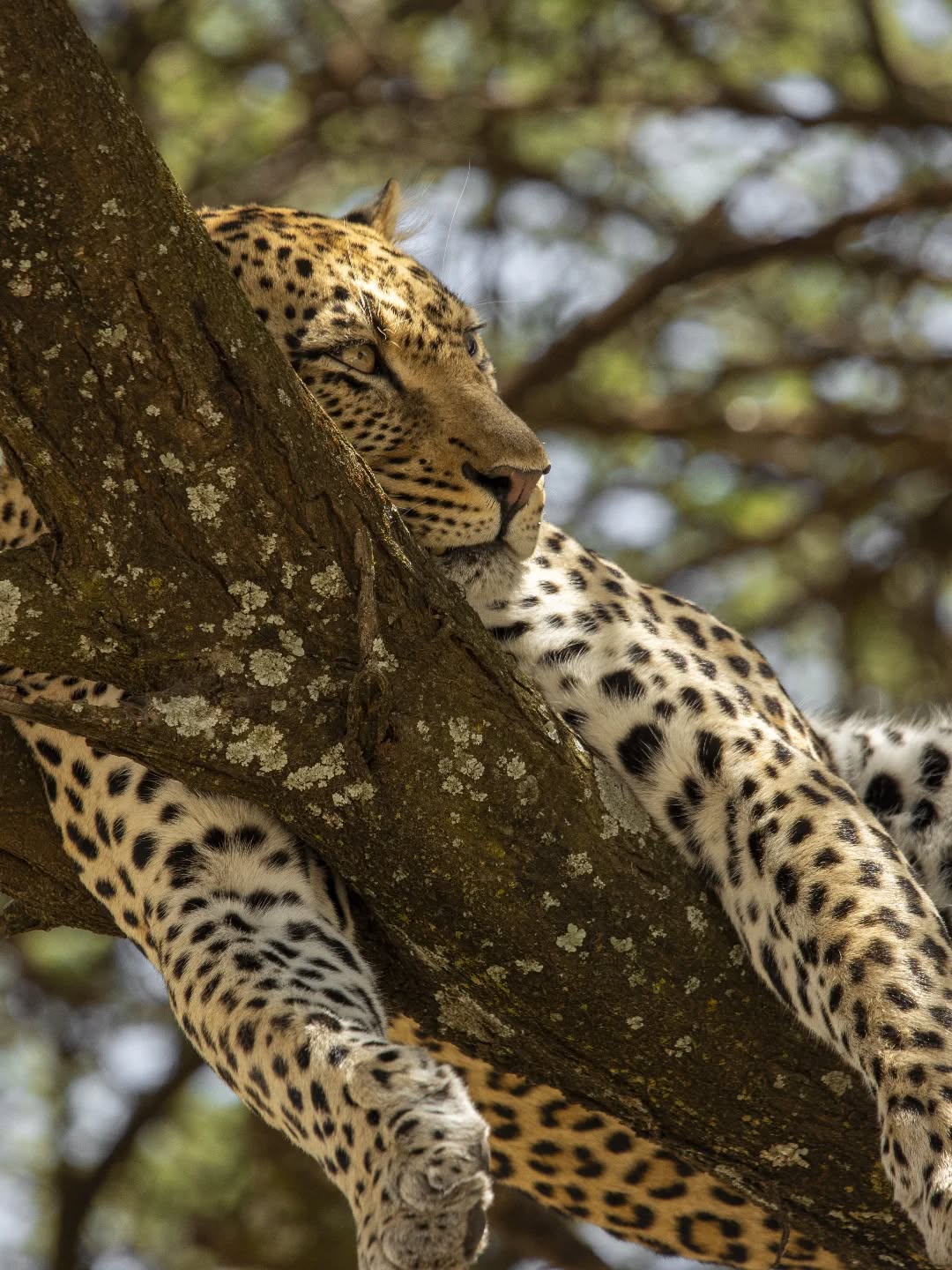 🐆 A moment of pure wild elegance…
Spotted high in a tree in Serengeti National Park — where silence meets power.
The leopard rests… but every second, it’s aware, watching, waiting.
This is the beauty of safari — not just action, but moments like this.
✨ Would you spot it?
📍 Serengeti, Tanzania
📧 info@gnadesafaris.com
📱 WhatsApp: +255793832959