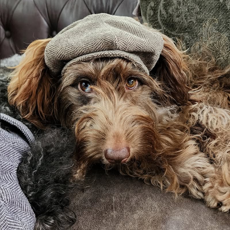 🚨 WALNUT SIZE M IS BACK — AND WE ARE THRILLED! 🚨
You asked. You waited. You slid into our DMs. And honestly? We love the dedication. 🐾
Our iconic Hendricks Vintage Tweed Dog Cap in Walnut — Size M is officially BACK IN STOCK! 🎩✨
This one flew out the door so fast last time it barely had time to tip its cap goodbye — and now it's HERE again, looking as dapper and distinguished as ever. 🍂
Made from luxe herringbone tweed with ear holes, an adjustable drawstring chin strap, and all the Peaky Blinders energy your distinguished pup deserves — this cap is the look and you know it. 🐾🎩
Stock is limited so don't sit on this one — last time they sold out fast and this time will be no different. If you've been waiting, this is your sign! 👇
🛒 Shop now at www.hendricksandmaple.com — free shipping on orders over $150!
Pair it with the matching tweed collar, bow tie or flower for the full Dapper Dogs moment 🎀🎩
✨ AND BECAUSE YOU ASKED — WE LISTENED! ✨
We've had so many of you requesting lighter colours — especially for weddings and special occasions — and we are SO excited to announce that Nougat and Nutmeg herringbone tweed are COMING! 🤍🍂
These two gorgeous lighter shades are going to be absolutely dreamy for weddings, celebrations, and any occasion where your pup deserves to look their most elegant. 🐾💍
👉 We currently have XXS collars available in both Nougat and Nutmeg right now, with collars in sizes XS–L and caps in sizes XS–XL coming soon — making for the most perfect, coordinated wedding or occasion outfit for your fur baby!
Watch this space — these are going to be something very special! 🌿🤍
#DogsOfInstagram #DogFashion #DesignerDogClothing #DogAccessories #DapperDogs