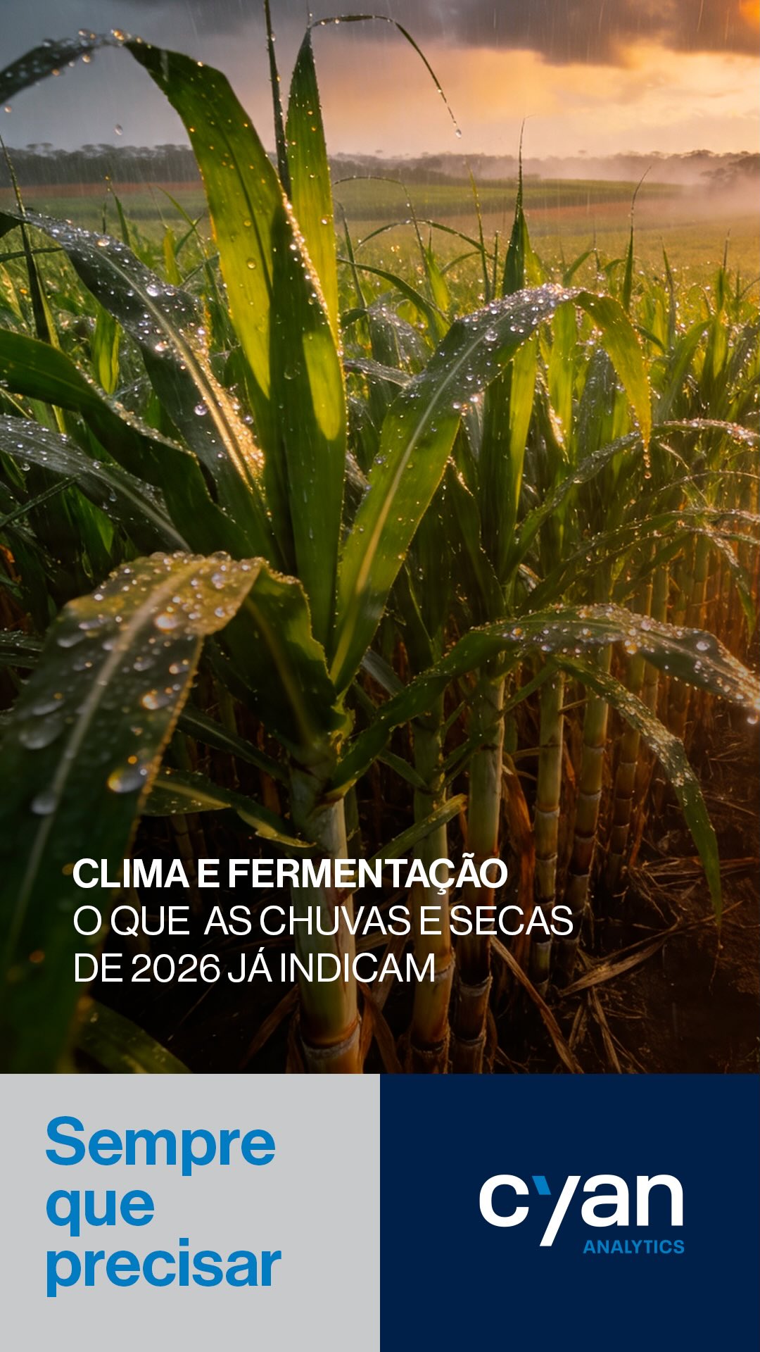As condições climáticas previstas para 2026 trazem um ponto de atenção importante para o setor sucroenergético: o impacto direto do clima na qualidade da cana e,
consequentemente, na eficiência da fermentação.
Chuvas bem distribuídas favorecem o desenvolvimento da planta, enquanto períodos controlados de seca podem contribuir para a concentração de sacarose. No entanto,
extremos climáticos - como excesso de chuva ou estiagens prolongadas - comprometem o
ATR, aumentam impurezas e reduzem o rendimento industrial.
A fermentação é altamente sensível a essas variações, o que torna o acompanhamento climático uma ferramenta estratégica para a tomada de decisão.
Com inteligência climática aplicada, é possível antecipar cenários, ajustar o planejamento e extrair mais eficiência de cada etapa da produção.
Porque, no setor, resultado também é uma questão de previsão.