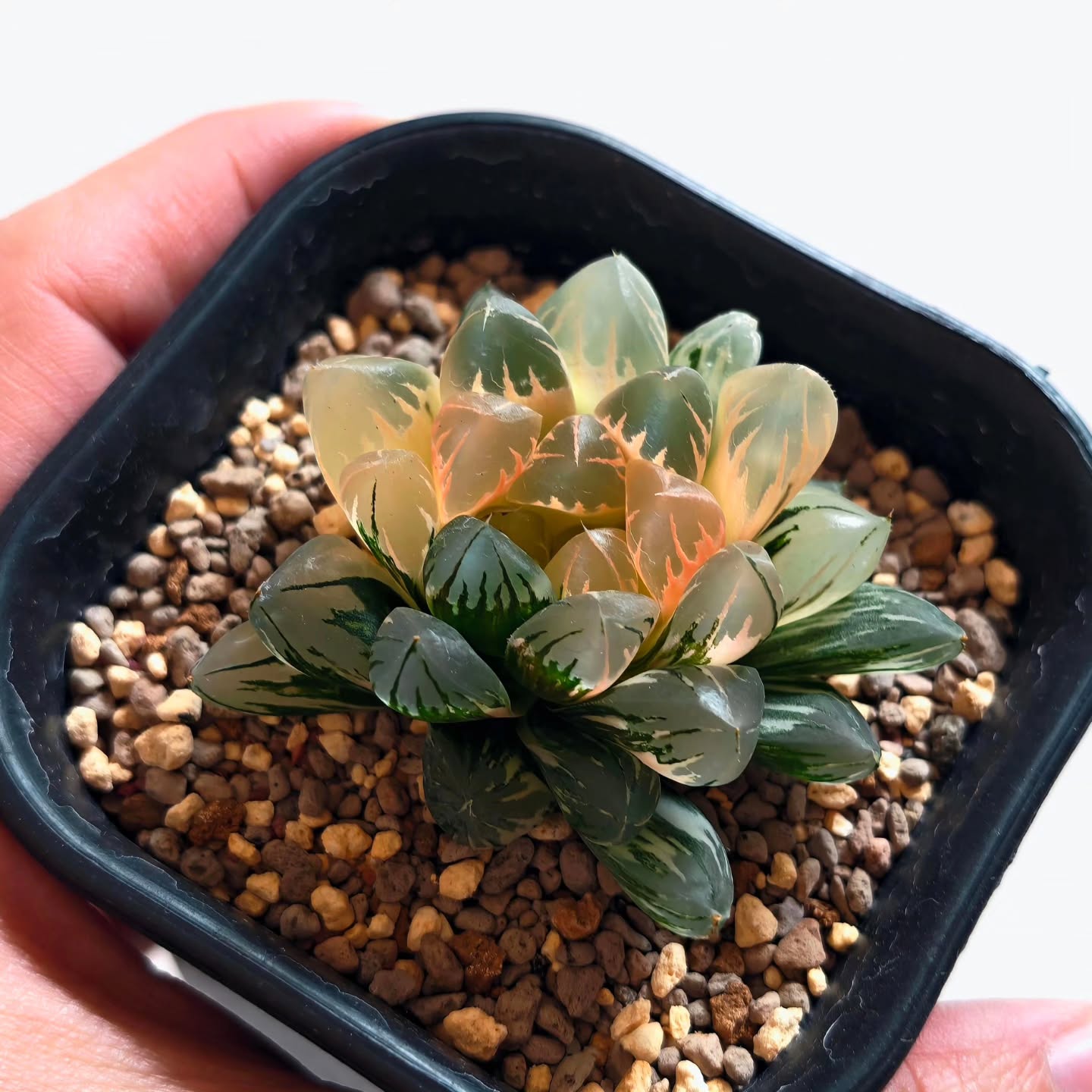Haworthia Obtusa 'Aurora' or Northenlights variegated
Kept outdoors under shaded sunlight
#haworthiaobtusavariegated #haworthiaaurora #ハオルチア #plantslover