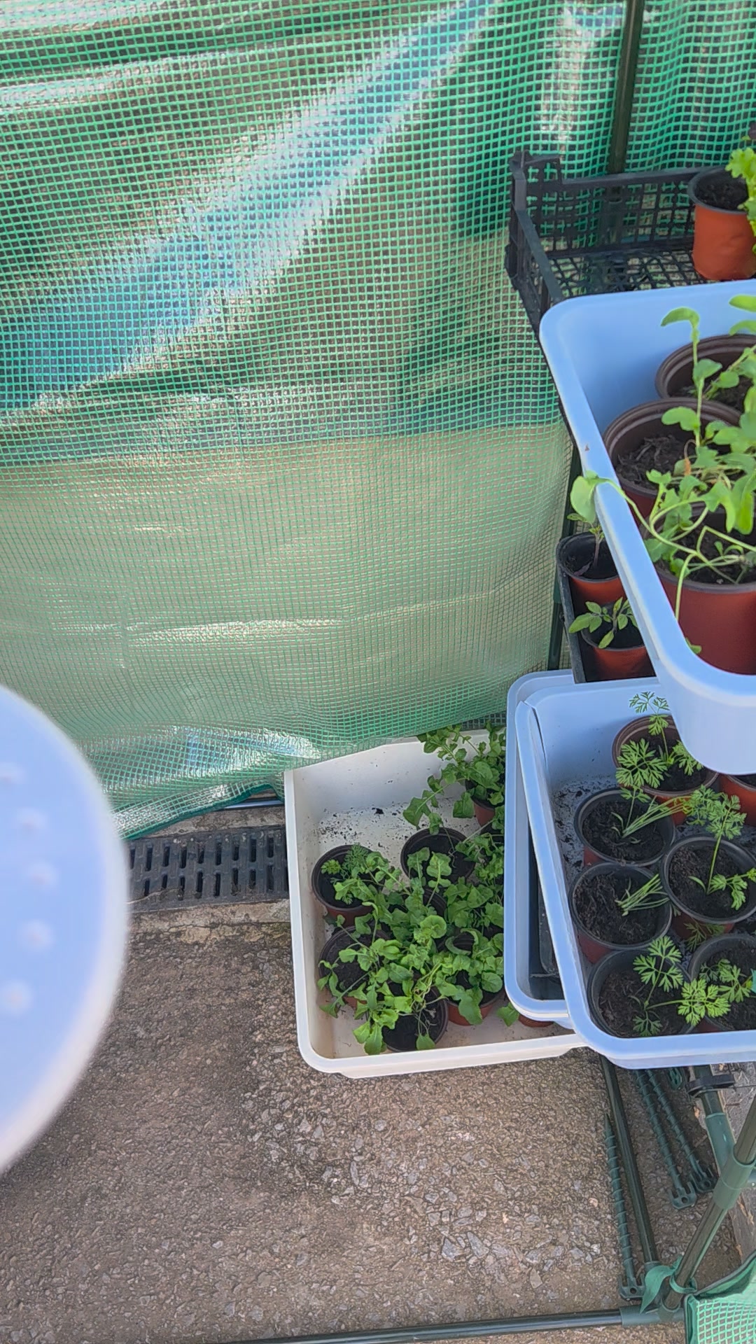 We have vegetables and salad plants for sale in the farm shop #cannington ##shoplocal #vegetables
