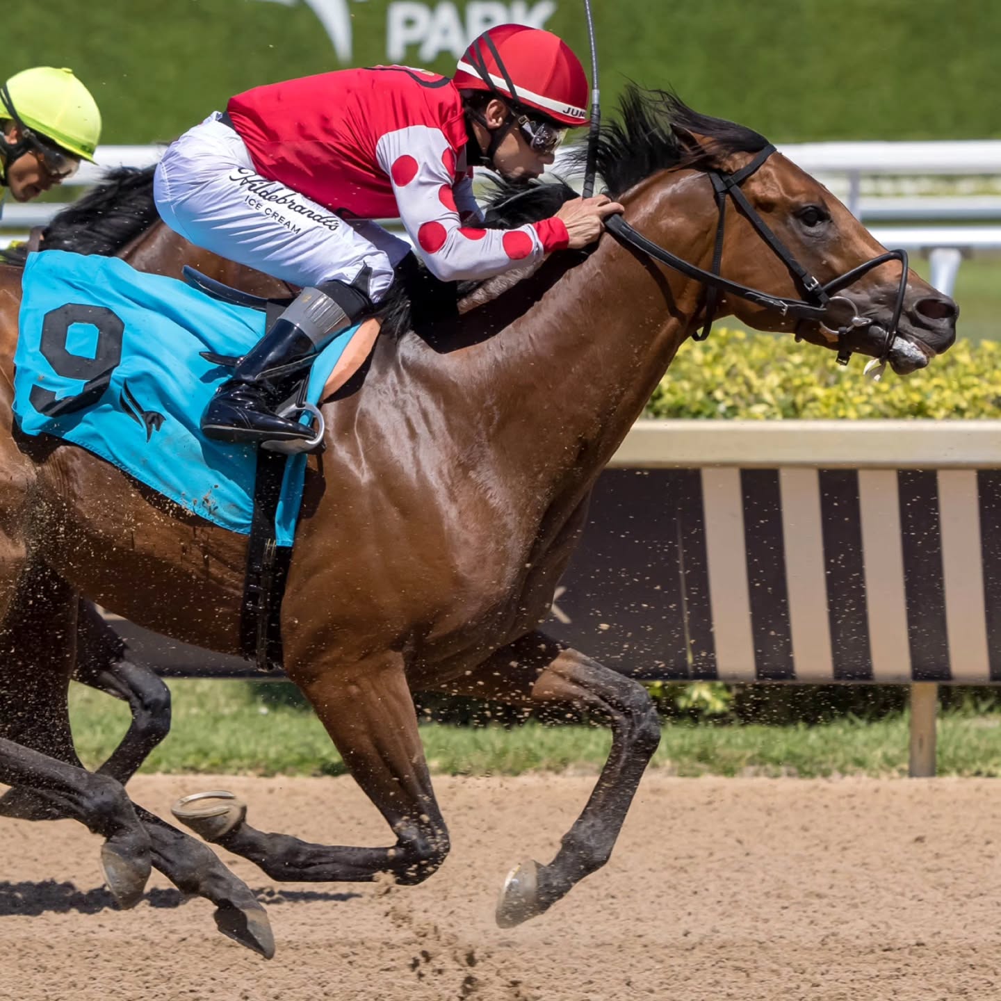 Congratulations to connections of ROCKIES BALBOA who finished 2nd in the FHBPA Sophomore Stakes at Gulfstream over the weekend! It was great to have @rockies owner Charles Montfort on hand to support his horse! It was the Girvin colt's 2nd second-place finish in stakes competition for owners America's Pastime Stables, Bloom Racing Stable and Edwin Barker. Junior Alvarado in the irons.
Thanks to photographer Bob Aaron for the great pics!