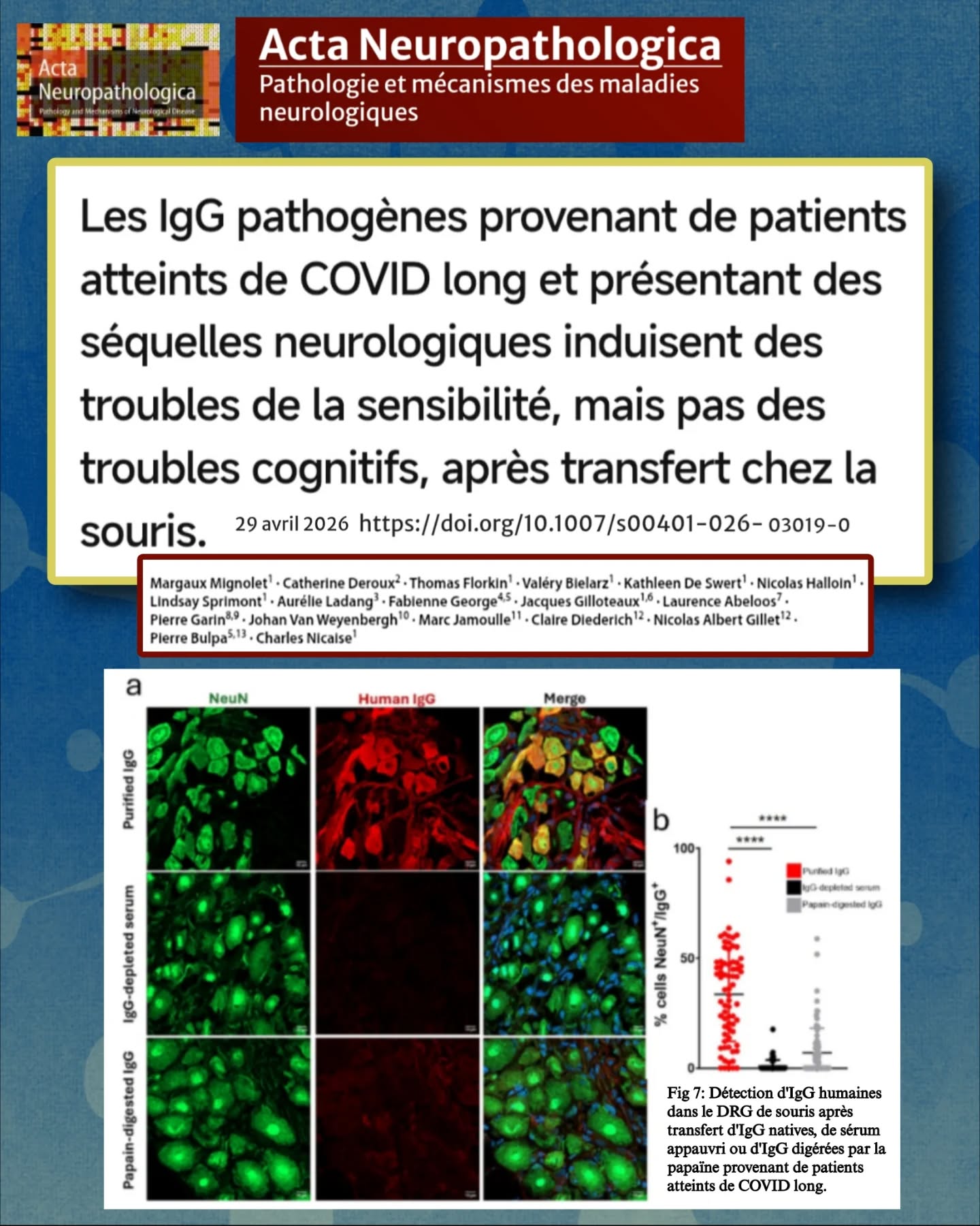 đ§ Une nouvelle Ă©tude apporte des Ă©lĂ©ments majeurs sur le #CovidLong neurologique.
đ Elle combine :
⹠analyse de tissus cérébraux humains
⹠et expérimentation chez la souris
âĄïž Double niveau de preuve.
𧏠CÎté humain (neuropathologie) :
Les chercheurs observent :
⹠atteintes vasculaires cérébrales
⹠altération de la barriÚre hémato-encéphalique
⹠dépÎts de protéines plasmatiques (dont fibrine)
âĄïž Signature dâun processus biologique.
đ©žOn retrouve aussi :
⹠fuite de protéines hors des vaisseaux
âą activation immunitaire
âą inflammation persistante
đ Une atteinte neurovasculaire diffuse.
đ§ Point clĂ© :
đ le virus est peu ou pas retrouvĂ© dans le cerveau
âĄïž Les lĂ©sions sont liĂ©es Ă :
⹠Réponse immunitaire
âą Dysfonction vasculaire
âą Ătat pro-thrombotique
đ§©Mais lâĂ©tude va plus loin đ
đ Les chercheurs isolent les IgG de patients #CovidLong avec symptĂŽmes neurologiques
et les injectent Ă des souris.
âĄïž Objectif : tester leur rĂŽle causal.
đRĂ©sultat majeur :
đ Ces IgG provoquent chez la souris
âĄïž des troubles de la sensibilitĂ©
â ïž Ce nâest donc pas une simple association :
âĄïž les anticorps sont pathogĂšnes.
đ§ En revanche :
â Pas de troubles cognitifs reproduits chez la souris
âĄïž Cela suggĂšre que :
les symptÎmes cognitifs reposent sur des mécanismes plus complexes et multifactoriels.
đ§ŹInterprĂ©tation globale :
đ Le #CovidLong neurologique implique :
âą une composante auto-immune (IgG)
âą une atteinte vasculaire
⹠une inflammation cérébrale
âĄïž Une maladie neuro-immuno-vasculaire.
Cela permet de comprendre :
âąDouleurs
âąParesthĂ©sies
âąDysautonomie
âąTroubles cognitifs
âĄïž avec des mĂ©canismes partiellement distincts.
đŹPoint crucial :
đ Cette Ă©tude dĂ©montre une causalitĂ© biologique
(et pas seulement une corrélation)
âĄïž Les IgG peuvent induire des symptĂŽmes Ă elles seules.
đConclusion :
Le #CovidLong repose sur des altérations mesurables :
âïž Immunitaires
âïž Vasculaires
âïž Neurologiques
đšđ Ces donnĂ©es appellent Ă :
⹠reconnaissance médicale
⹠recherche ciblée
⹠traitements adaptés (notamment immunologiques)
⏠Suite en commentaire ⏠@universitedenamur