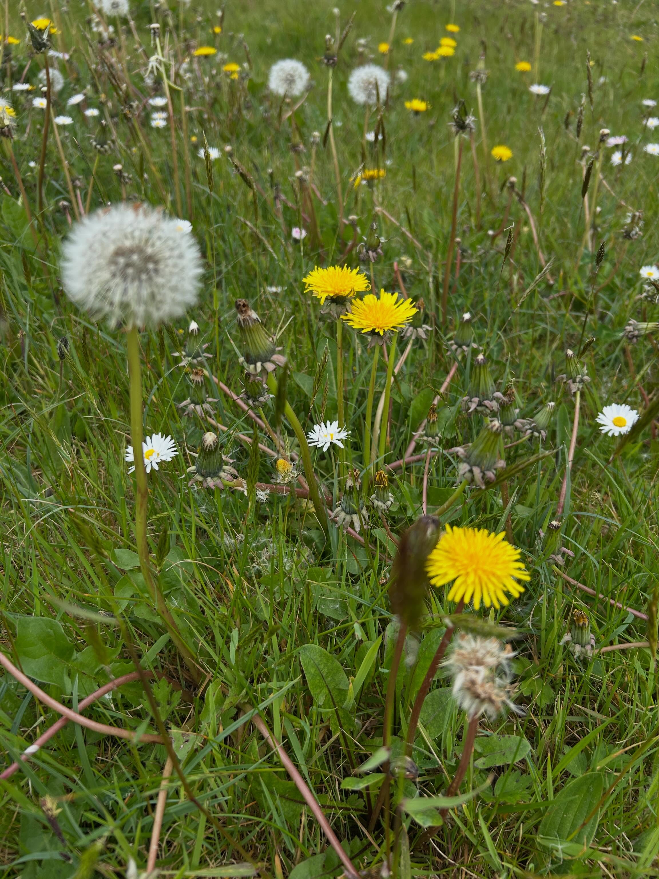 Bealtaine Blessing to you all 🌼 Sharing joyous dandelions in my garden and a wonderful sculpture honouring them - I found it in Switzerland last Summer 😀