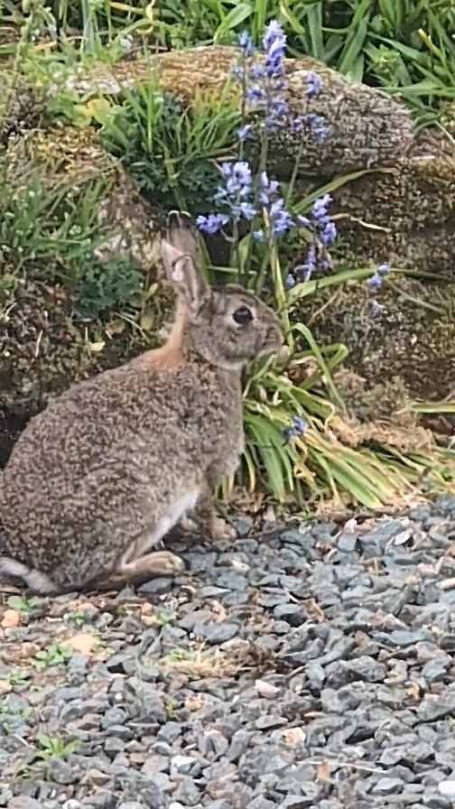 Just some bunnies having a play this morning 🥰🐇
.
.
.
#wildlife #animallovers❤️ #cute #countrylife #CountrysideCharm