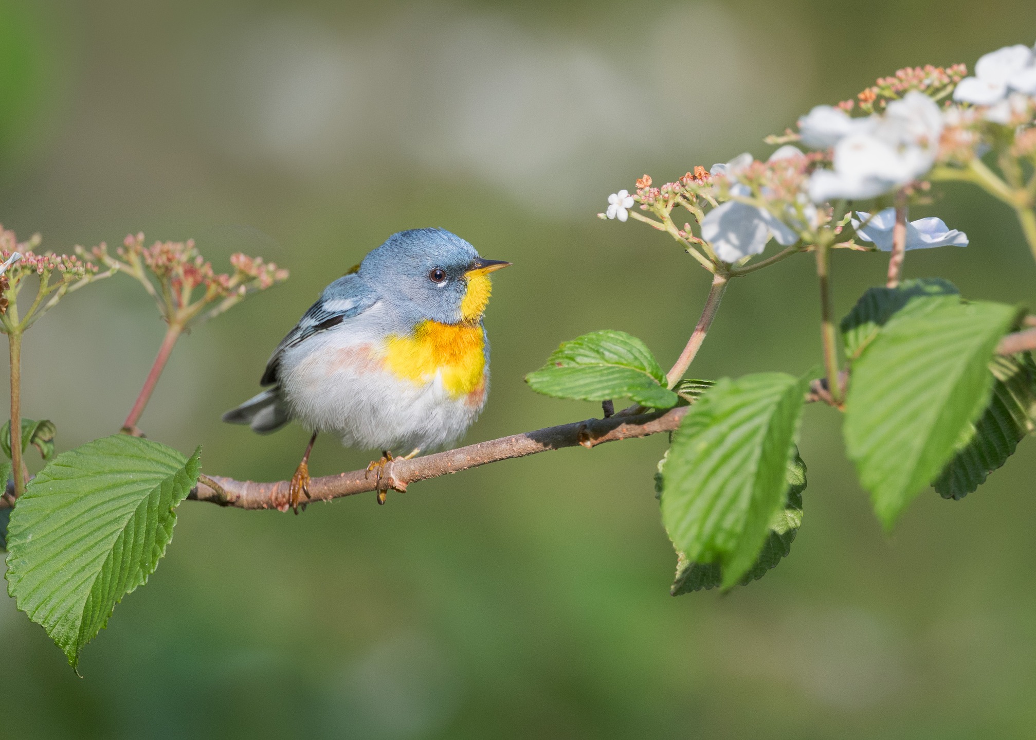 Northern Parula bouncing like a little ball along this Viburnum branch.