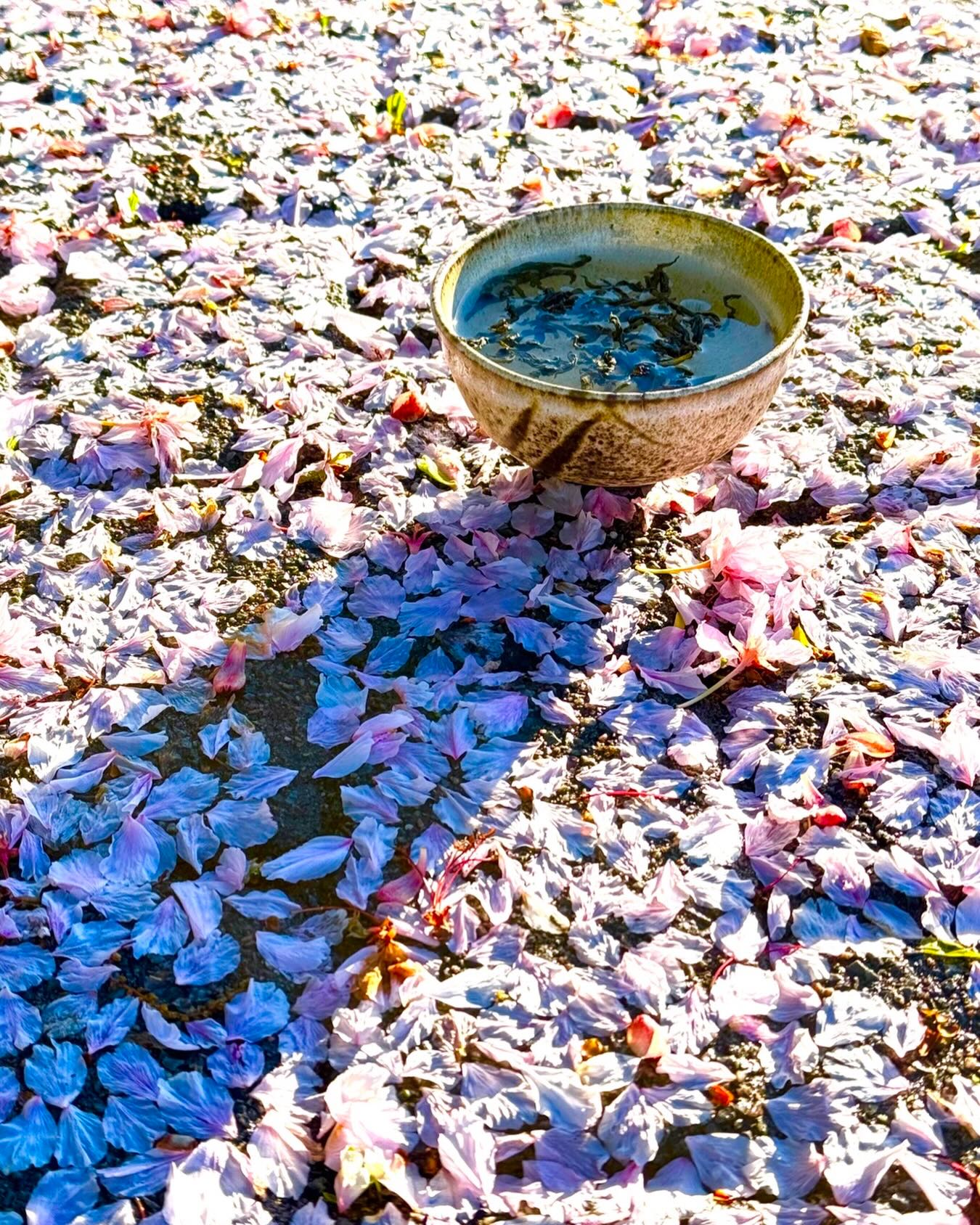 when nature sets the table, a moment for Cha Dao… #morningtea #spring #chadao #coldspringny