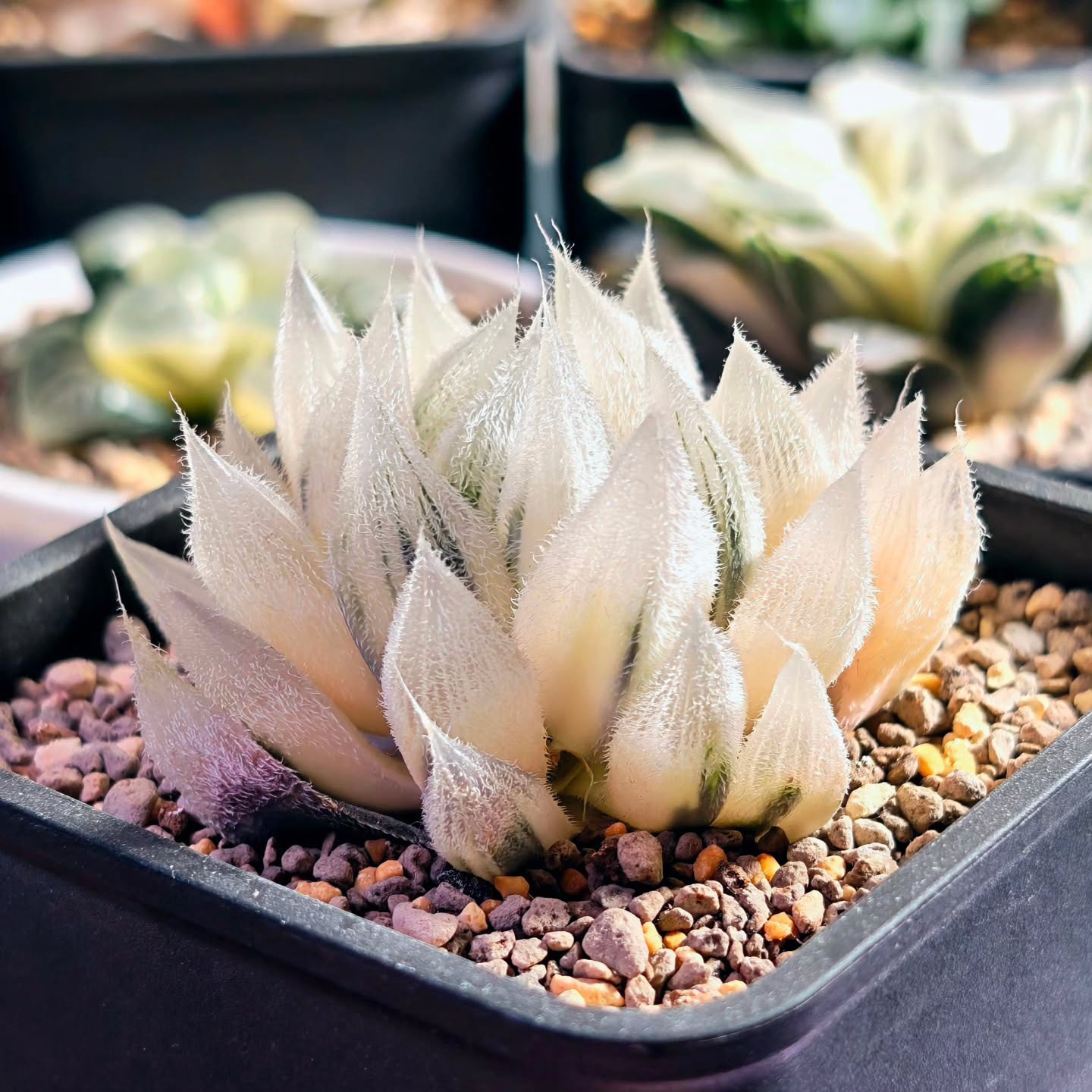 Haworthia Venusta 'Snow Peak' Reverse variegation
Helios xp growlight 8 hours
14k lux estimated
Full mineral soil mix
#haworthiavenusta #succulent #haworthiacollection #haworthiasingapore