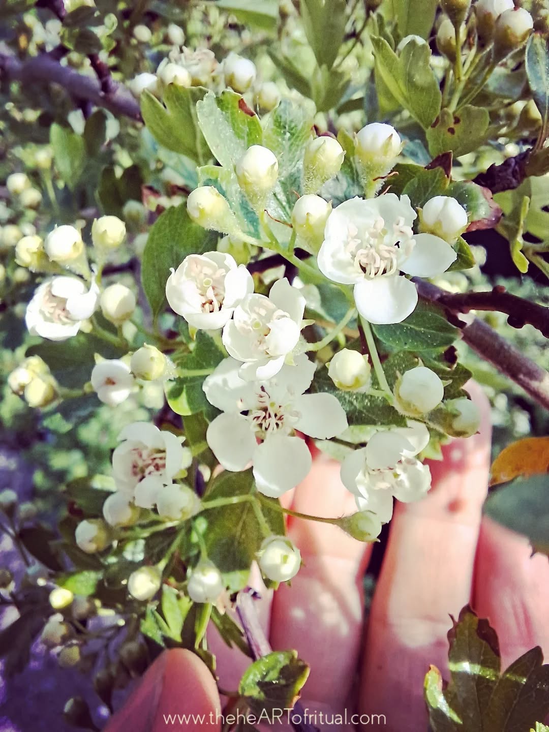 Ten years ago, I planted this hawthorn from seed, one among many that have gone into the ground over the years as part of an ongoing practice of gathering and setting native broadleaf seed – hawthorn, blackthorn, oak, birch, rowan, hazel, holly, yew, crab apple – work that is repeated each season without certainty as to what will take and what will not, and which follows its own pace.
Hawthorn does not move quickly. The seed can lie in the ground for close to two years before it will germinate at all, and growth after that is steady and slow.
Last year, voles tunnelled beneath the roots and destabilised this tree more than once, lifting it from the soil and leaving it needing to be reset and steadied again before it could continue.
Today, for the first time, it has come into flower, and it has done so on astronomical Bealtaine. Hawthorn is the tree of Bealtaine. In Irish tradition it is recognised as a dwelling place of the Sídhe, and carries deep cultural respect that shapes how it is approached and honoured in the landscape.
What has been largely unseen arrives today at it's first blossoming. From here, the fire season begins, the movement towards the Summer Solstice when the days lengthen, the light strengthens, and the demand to move quickly and take on more increases.
This tree has not followed that pace. It has held steady through cold, disturbance, and interruption, and has reached this point without acceleration.
I am keeping my own pace in the same way.
_______________________________
The heART of Ritual
theheARTofritual.com
© 2026 The heART of Ritual™. All rights reserved.
#theheARTofritual