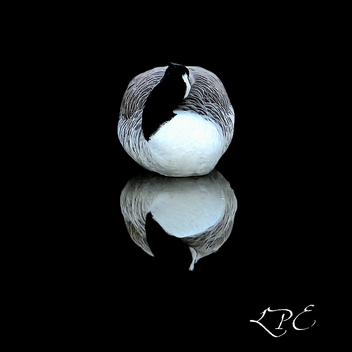 Last evenings photo of a resting Magpie goose and it's reflection, in my local reserve...
#photooftheday #inspiredbybirds #birdphoto #inspiration #urbanwandering
