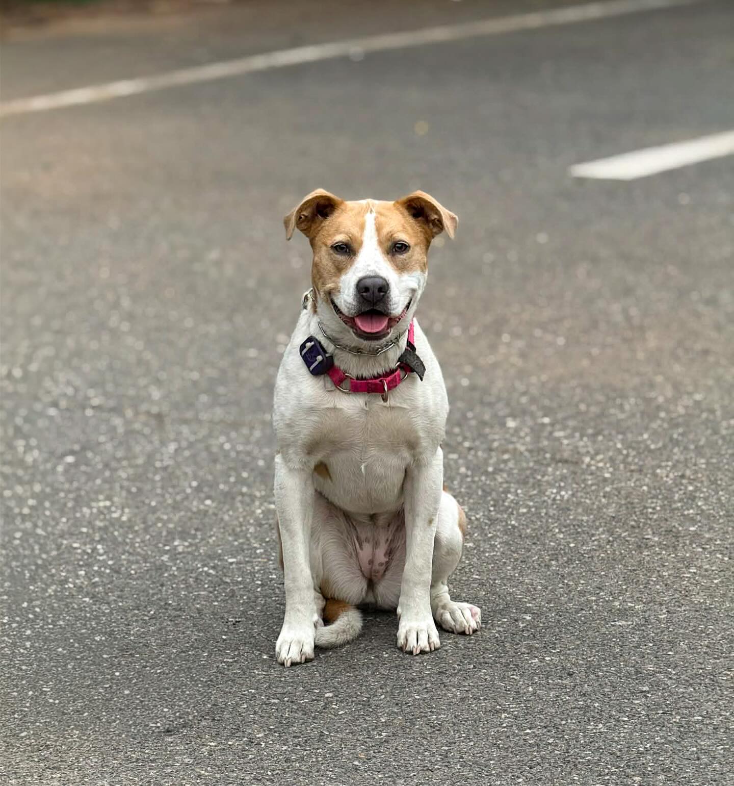 🇺🇸Cairo🇺🇸
Meet Cairo. This lil gal is here for basic training! Stick around to see how she grows.
#dogtrainer #dogtraining #dogsofinstagram #dog