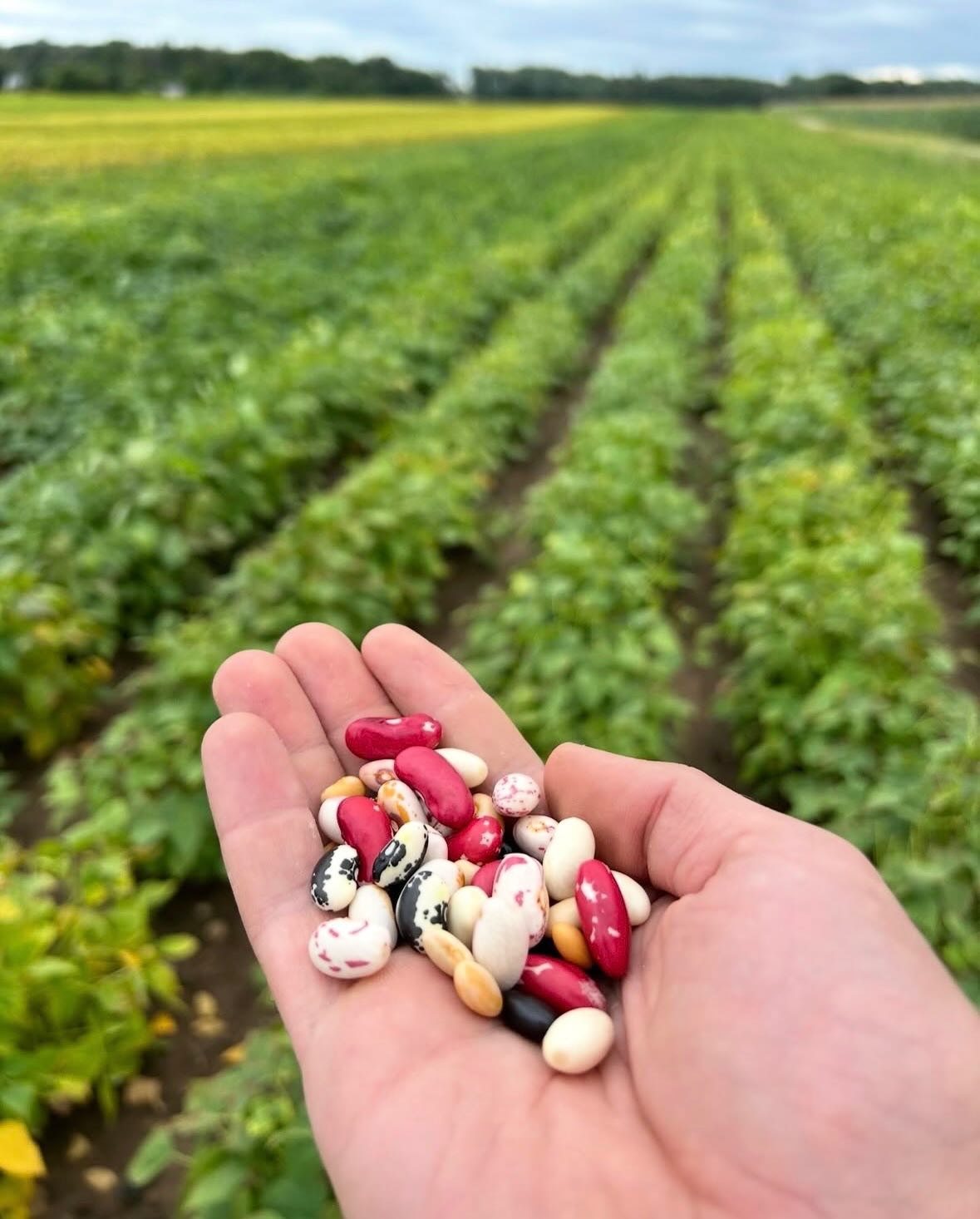 🎶Beans, beans the magical food! The more you eat, the happier your fields feel!
Join the Staple Crop Growers Network May 4 for a free virtual call on All Things Bean.🫘
Legumes play a critical role in soil health and have long been important for indigenous companion planting practices. Beans also provide critical plant-based protein to people across the globe.
Learn from Kevin Messing of @sheridanacres about how dry beans can invigorate your field diversity and sales opportunities at multiple scales of production
Resource providers from @michael_fields_ag, @fondymarkets, @freshertogether, @miffs_michiganwill also be on hand to answer your questions and connect you with opportunities and support.
-Connect with fellow farmers
-Learn practical strategies you can us right away
-Explore resources and next steps for your farm
📅 May 4 | 5:30–7:00 PM CDT
💻 Free to attend, RSVP at michaelfields.org/staplecrops
Can’t make it live? Register anyway and we’ll send the recording!
📸: Sheridan Acres