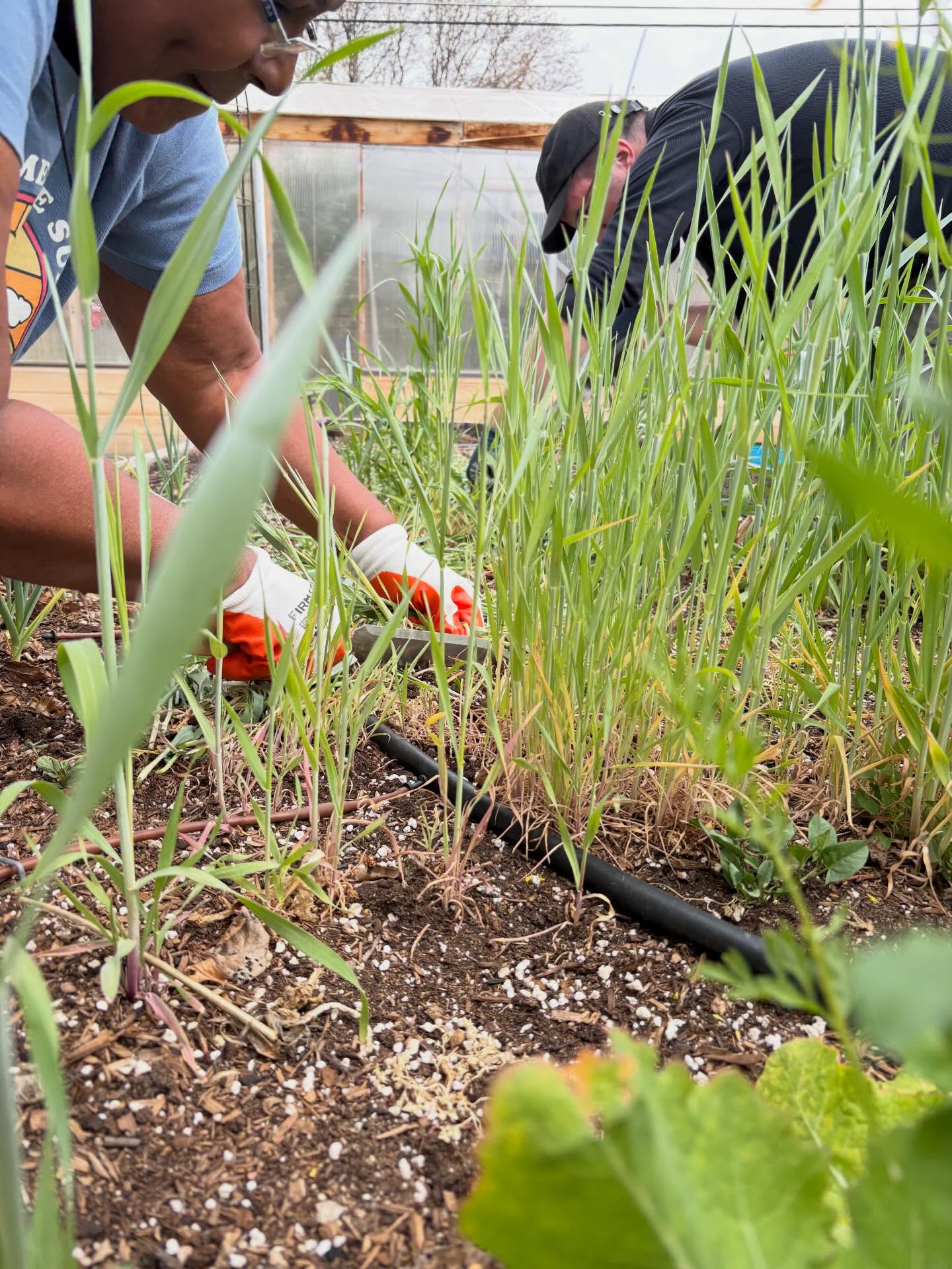 Slowly our gardens are being prepped.
Today, our cover crop at Angel’s was terminated (sounds so final). The above ground parts will remain on top of the soil to protect it until we’re ready to plant and then afterward as well. The roots die back but stay in the ground as a nutrient boost for the soil.
Spring seeds like lettuce, beet, spinach, radish, turnips were planted. Good timing with the storm on the horizon.
We’d love to see you when we plant the garden on May 30!
#urbangardening #covercrop #wetendtogrow