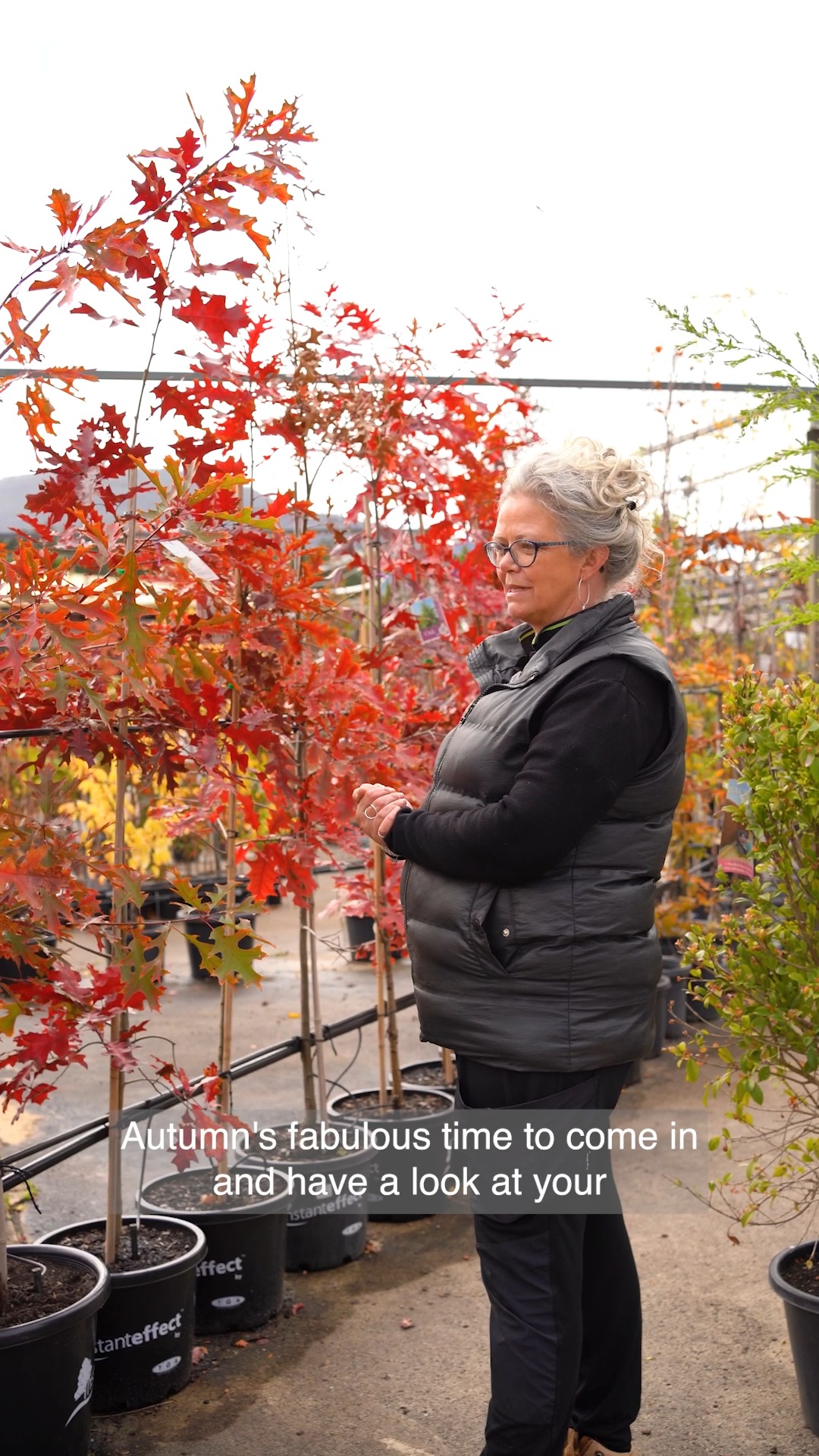 Autumn is here, and the trees are putting on a stunning show of colour 🍂. It's the perfect time to enjoy the vibrant reds, oranges, and yellows that make this season special. If you're looking to add some autumn brilliance to your garden, we have advanced stock ready to plant.
#macedonnursery #macedongardensupplies #macedonrangesgardens #macedon #macedonranges