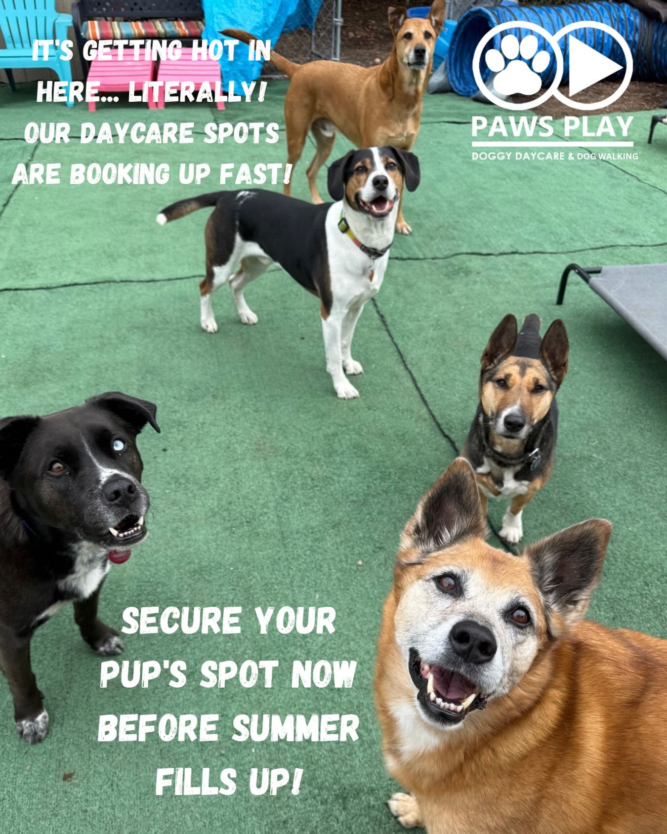 ☀️ It’s getting hot in here… literally!
The weather is finally warming up and our daycare pack is booking up FAST. If you’ve been thinking about getting your pup into our small-group daycare, now is the time!
We’re a limited-capacity home-based program, which means we can’t always take new pups once we’re full — especially during the busy spring/summer months ahead.
Give your dog a safe, fun, enriching “second home” with structured play, adventure options, and plenty of love while you’re at work.
📲 Spots are limited — DM us or click the link in bio to book an info call and get your pup on the waitlist!
#TacomaDogDaycare #PNWDogs #Tacomadogwalking #DogDaycare