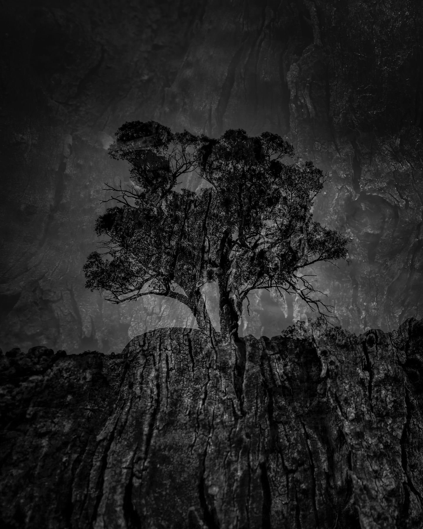 Spent a few days hoping for wildlife magic and got absolutely humbled instead. So today became more experimental in-camera multiple exposures.
For someone who truly masters this side of nature photography, go have a look at Tassies finest @joykachinaphotography. She makes this stuff look effortless.
#nature #landscapephotography #multipleexposure #blackandwhite