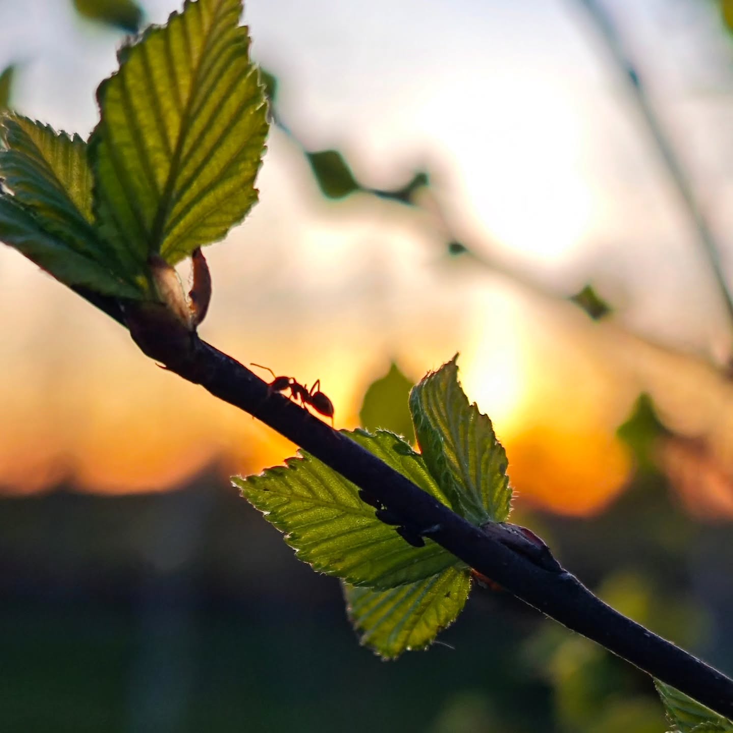 May 1st. Finally warm. It feels like spring has finally reached us 🌱
Our 7th camping season is opening soon — are you ready to rest? 🏕️
#camping #campingmoments #campingsummer #campvibes #campingseason