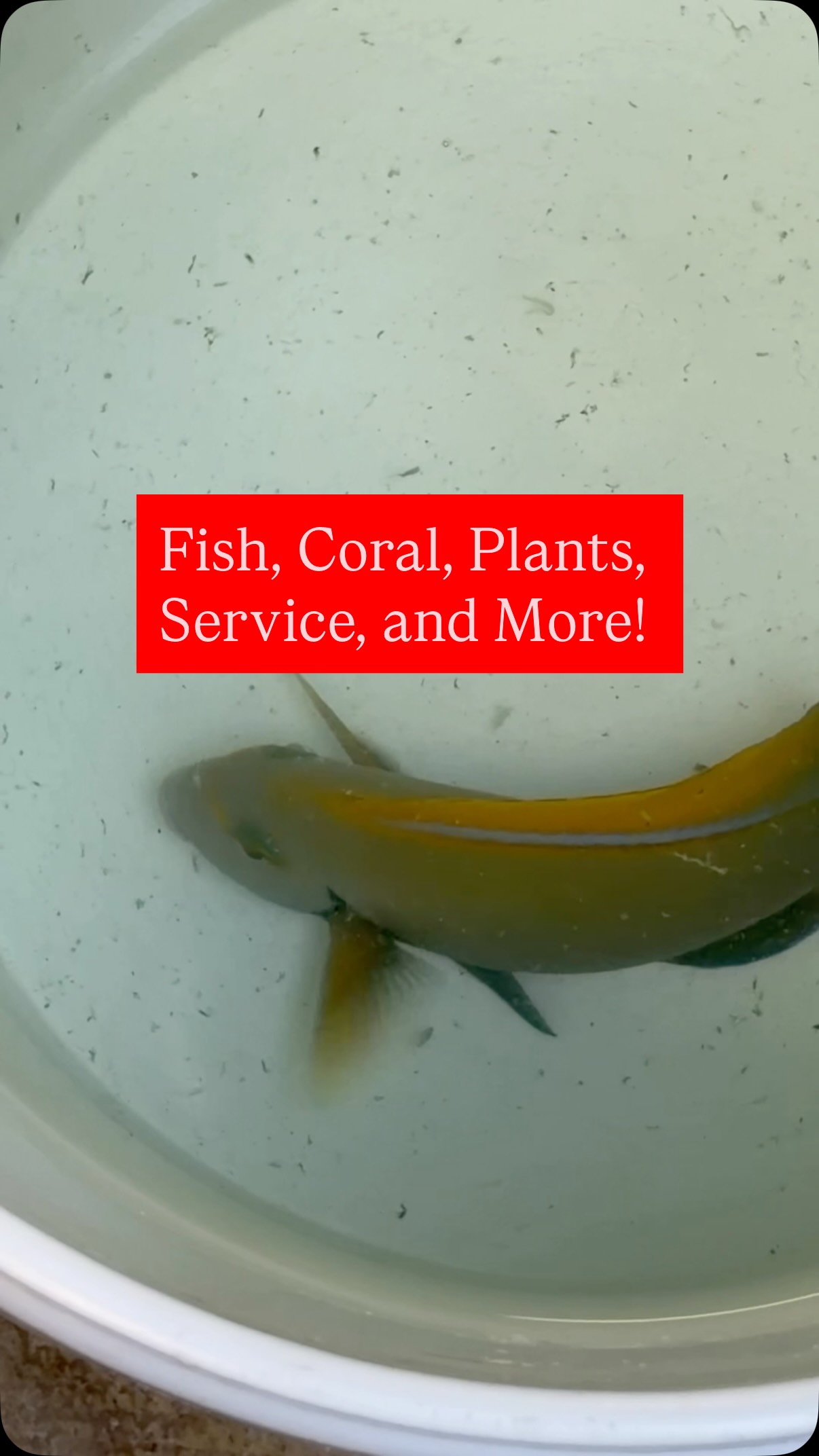 Fresh fish, insane coral, and a ton of new arrivals all over the store. If you’ve been waiting for a sign to stop by… this is it.
Open today 11–6
Check what’s in stock: https://www.undertheseanc.com/retail-store #reeftank #aquariumhobby #reefaquarium #coral #fishtank