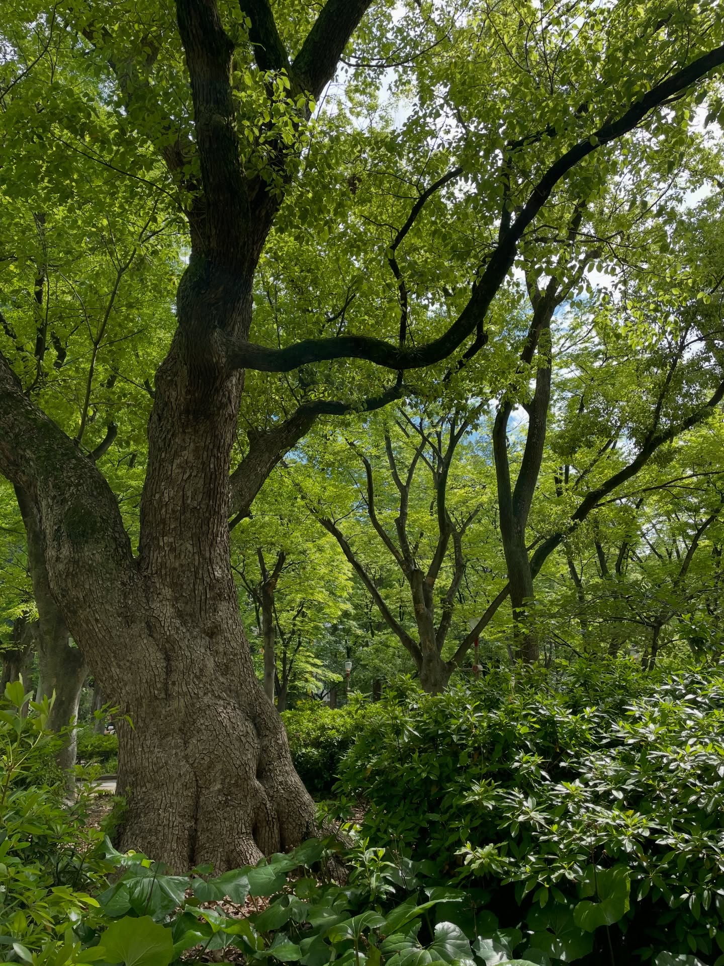 5月🌳🌳🌳
今日から5月、サロンすぐの靱公園は新緑が鮮やかです
皆さまはどのようなGWをお過ごしでしょうか
先日サロンに新たなバディが仲間入りしました
(3枚目写真)💀
自分で組み立てて作ったのもあり、愛着を感じてます♡
名前はただいま考え中🧐
おもちゃの骨格模型ですが、動きます👍
さて前回の投稿でお知らせしましたが5月もオープンサロンを行います
5月17日(日)の開催です
詳しくは前回の投稿をご覧ください
ご予約、お問合せはインスタグラムのDMかホームページからご連絡ください📩
5月もお会いできるのを楽しみにしています🎵
#エサレンマッサージ
#プライベートサロン大阪
#肥後橋
#本町
#気づき