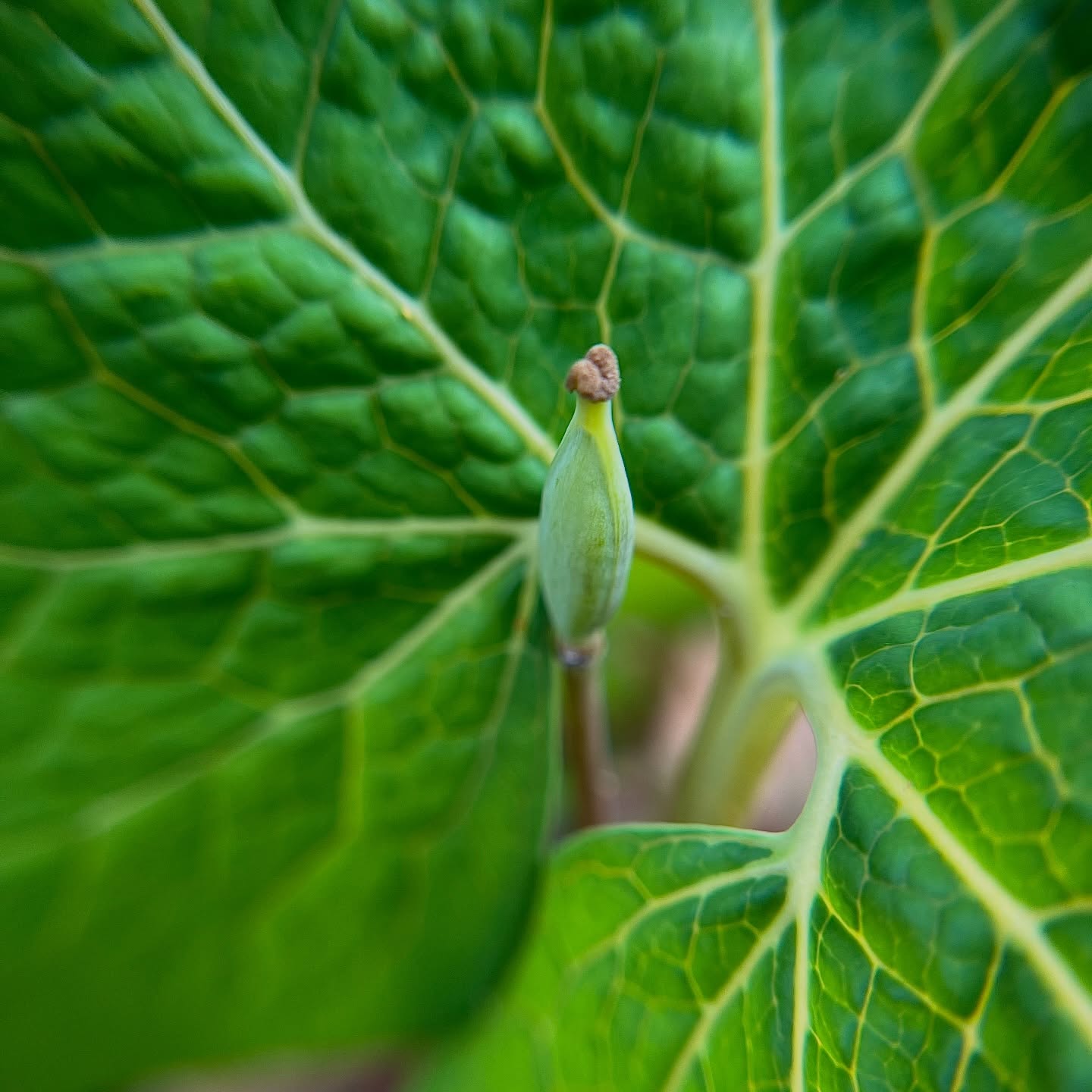 What a blootroot looks like after the bloom is spent. Maybe a seed or two forming?!
