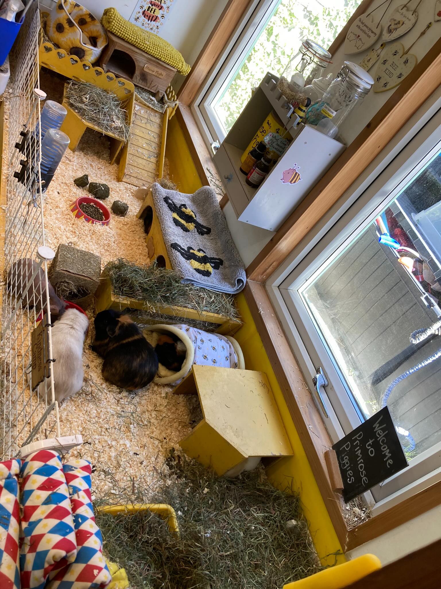 The Kindness Camp are our much loved elderly/special needs residents. They need extra care and are housed in a part of our Hive building. It’s bright, warm and calm, the perfect place for a cuppa and a chat with piggy friends 🌼🌸🩷 #muchloved #guineapigs #bedfordshire #sanctuary #oaplife