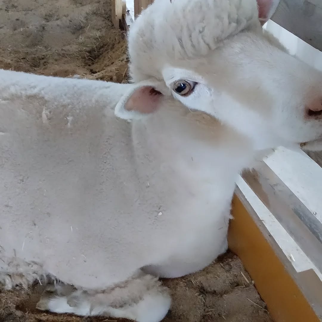 午前中は雨が強く、やっとやみました🐑
3月出産にて立てなくなってしまったヒメちゃんが、リハビリにより
自力で立っち少しづつ歩ける様になりました✨
毛刈りはしていませんが、、、ストレスなのか毛が抜けてしまいましたが
新しい毛も生えて来ました🐑🐑
本日の製造は農家様オリジナル飼料を3種類製造しております🚜
GW前の大忙しな飼料製造🐂フル回転で製造中🏃🏃🏃
#羊
#那須塩原市
#リハビリ
#毛刈りじゃない
#新しい毛
#飼料
#発酵飼料