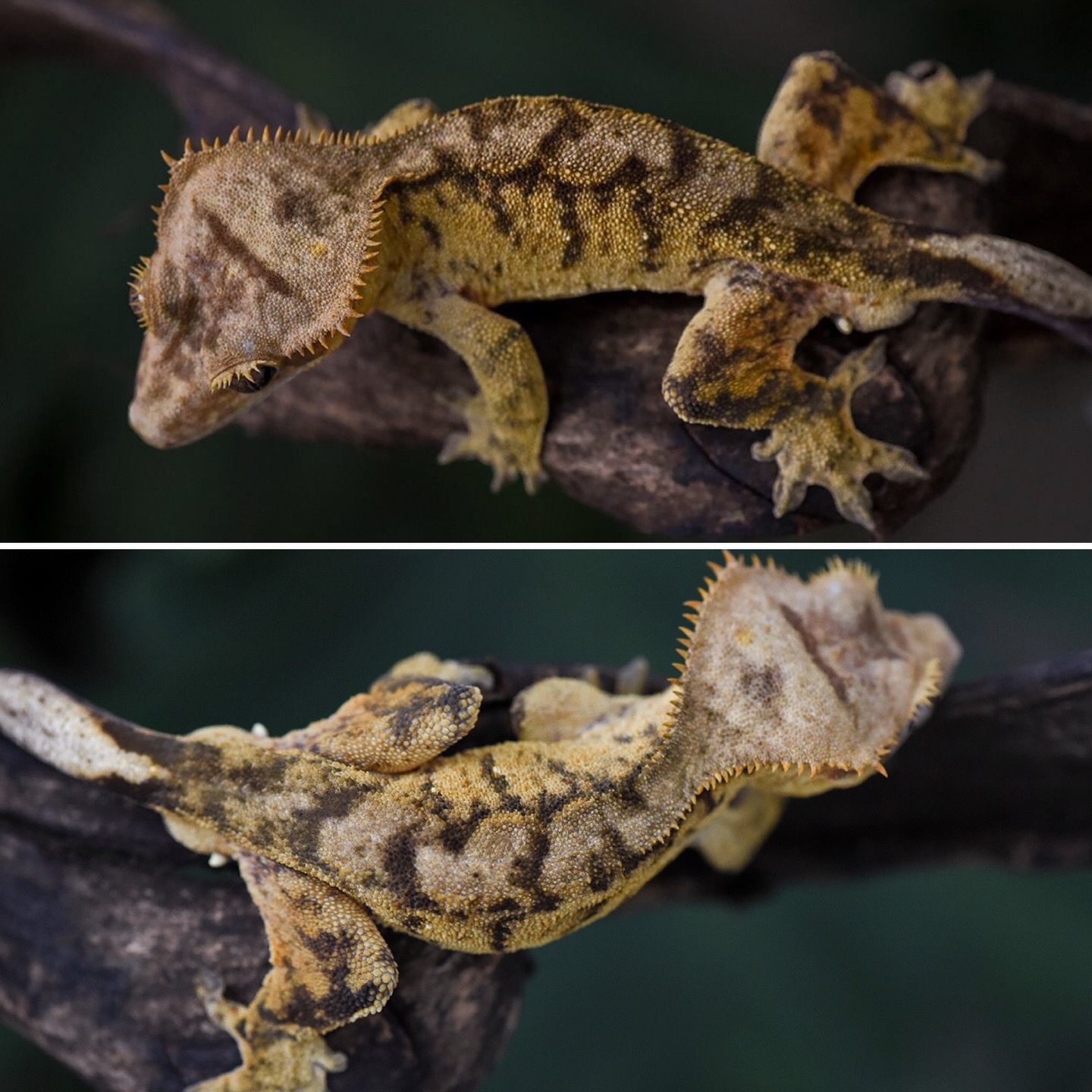 Tiger projects have gotten way better lately, with cleaner stripes and way more contrast than what we used to see. This is Cringer, one of our early productions that has truly stood the test of time, and he’s still producing some insane animals for us.
If you don’t have one of his offspring yet, you’re missing out. His genetics are phenomenal and mix incredibly well with other lines. Take your tiger project to the next level and grab one for yourself through the link in our bio.