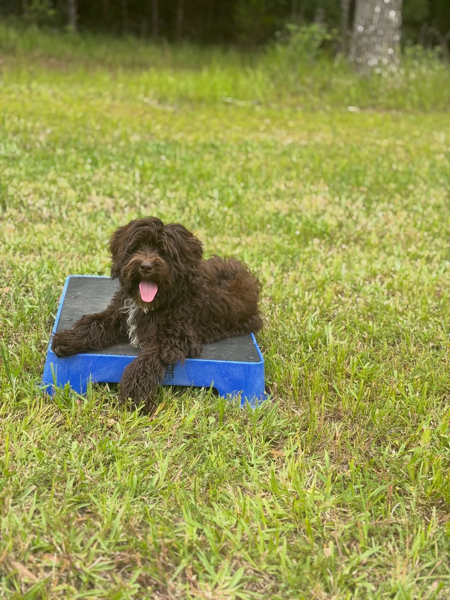 Trust the process (and the treats)
She’s getting all the steps in and also learning to stay in a down.
#dogtraining #doodletraining #doodlepup